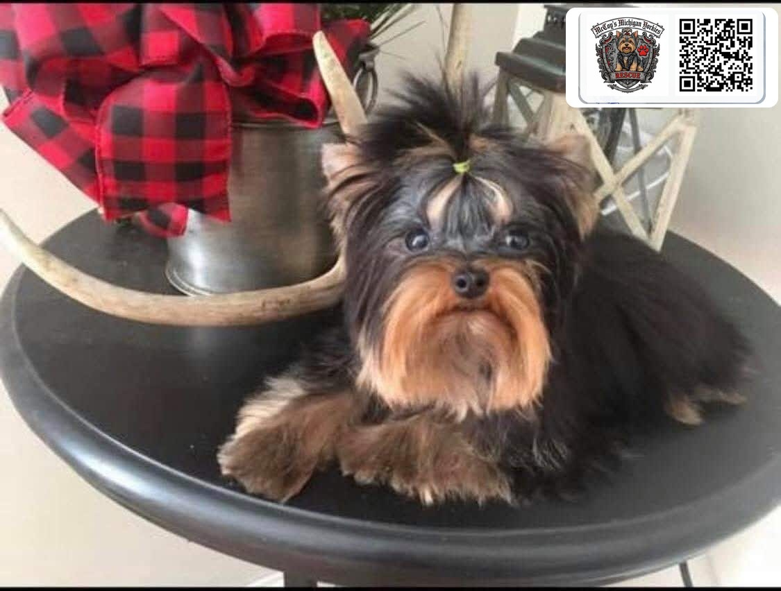 Lennon's tiny black and tan Yorkshire Terrier father with a topknot, lying on a table beside holiday decorations