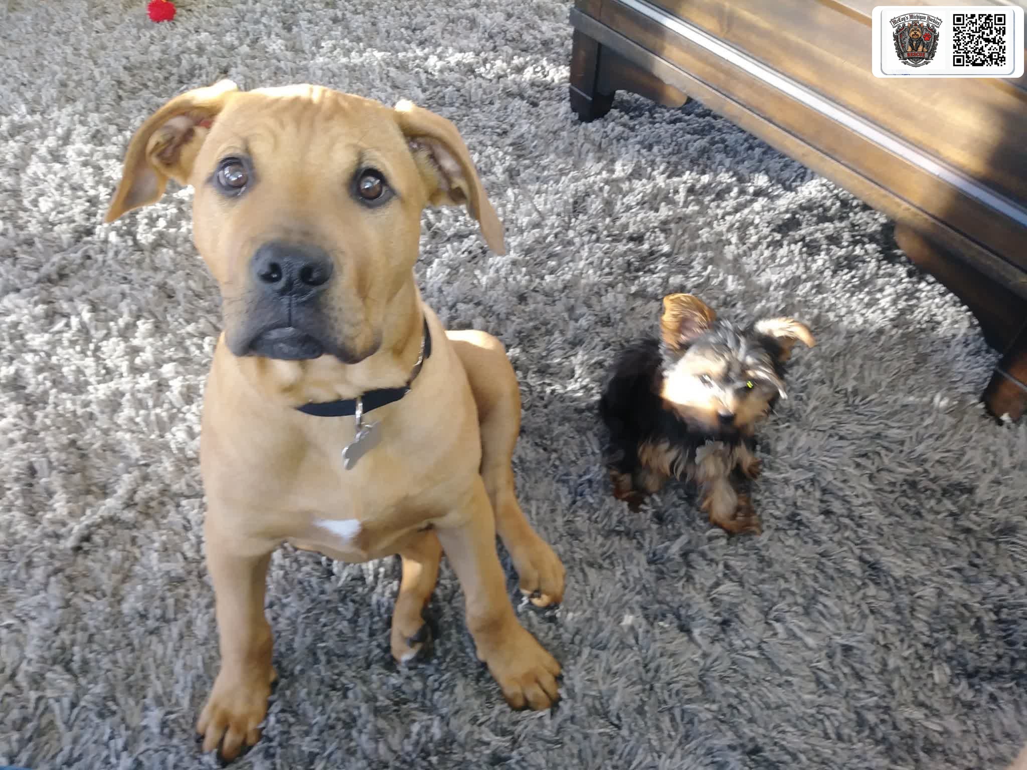 Young Samson sitting on a gray rug beside tiny Delilah, both looking at the camera