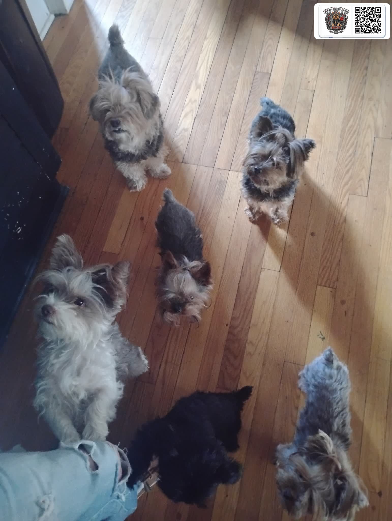 Five Yorkshire Terriers standing together on a hardwood floor and looking up