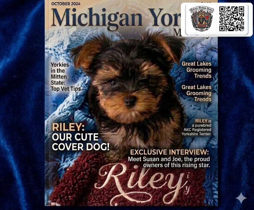 October 2024 Michigan Yorkie Monthly cover featuring Riley and an interview with Susan and Joe
