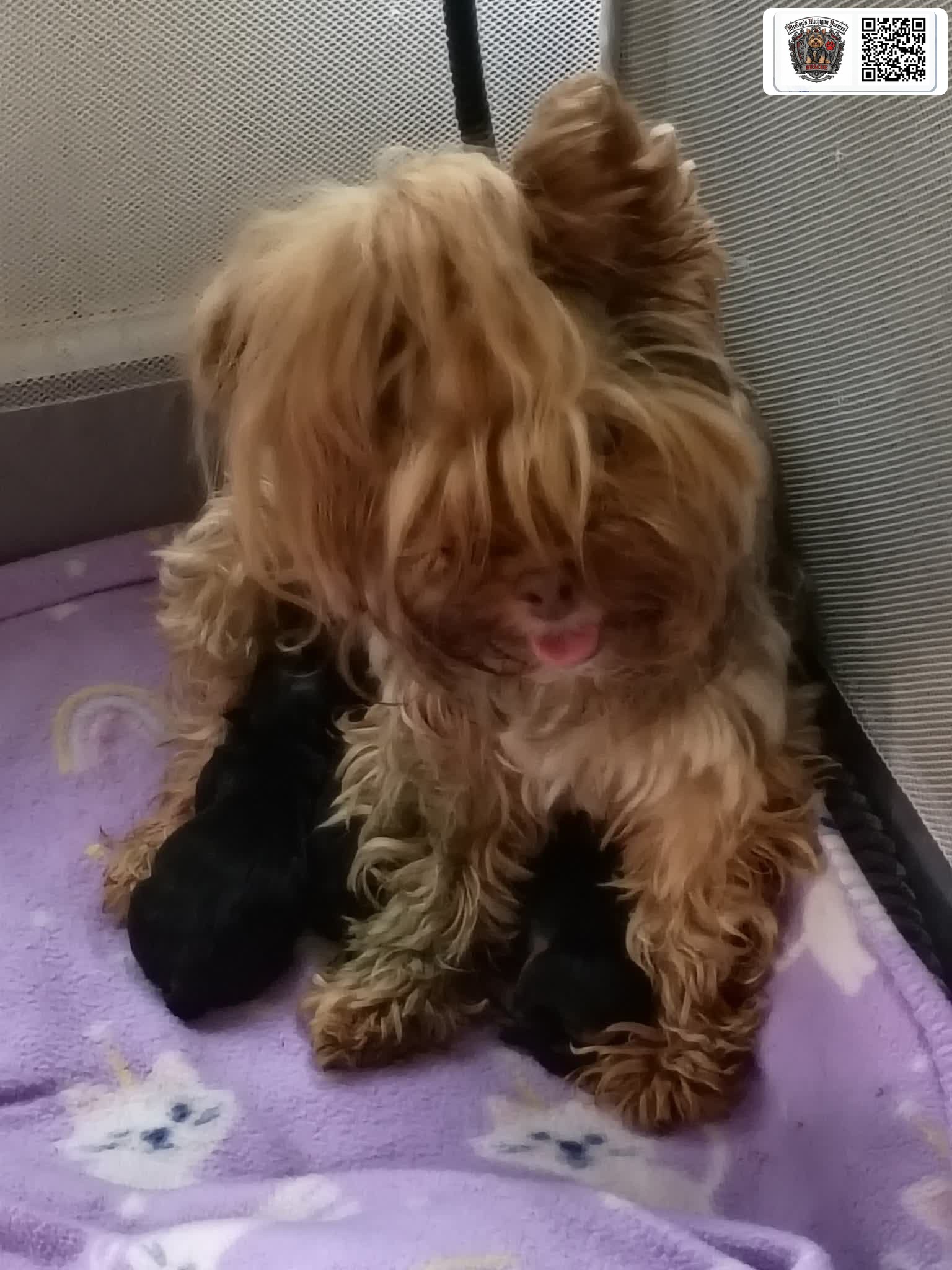 Saylor Rayne nursing two tiny newborn puppies on a purple blanket