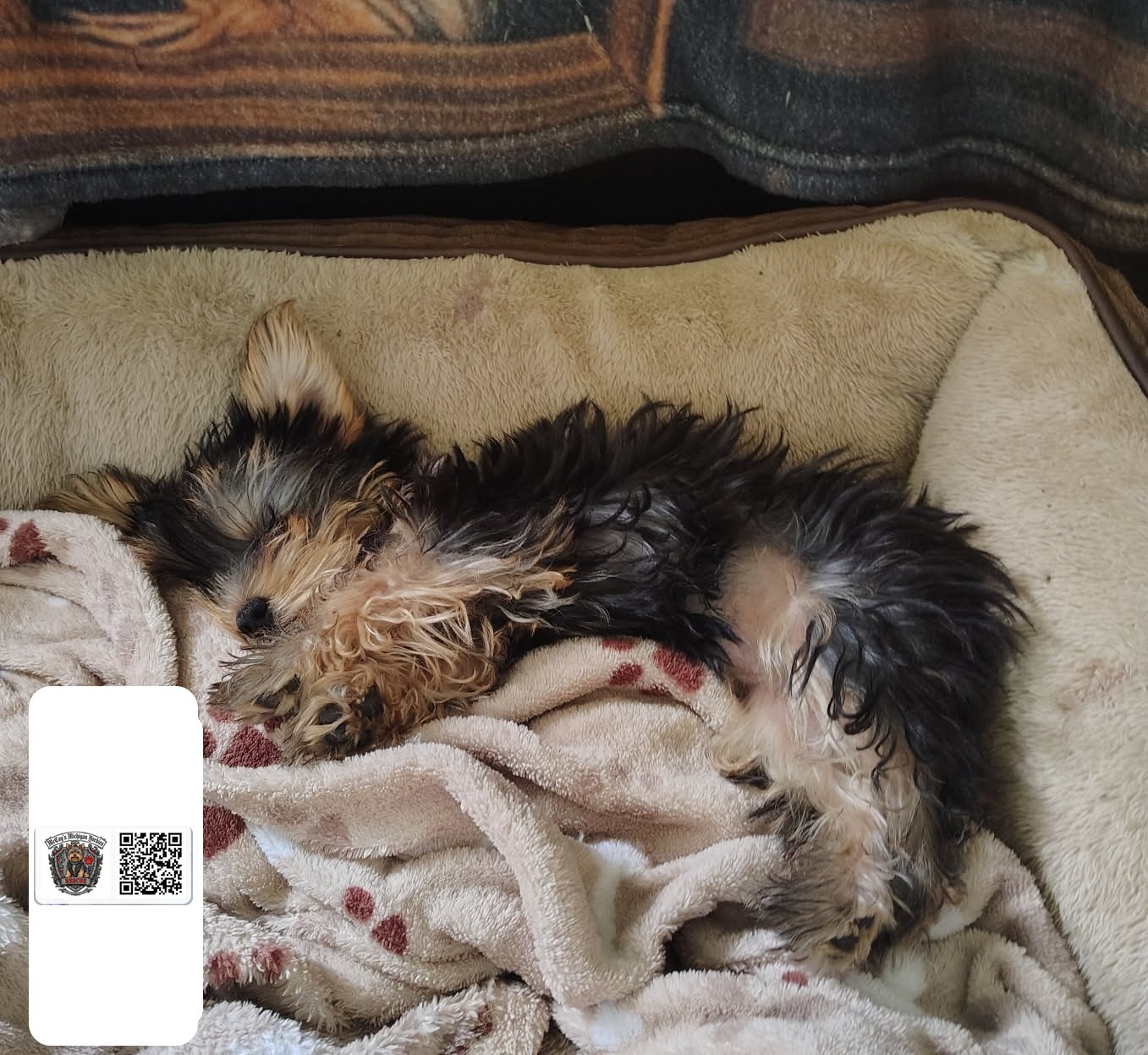 Priscilla, a Yorkshire Terrier puppy, napping in her bed