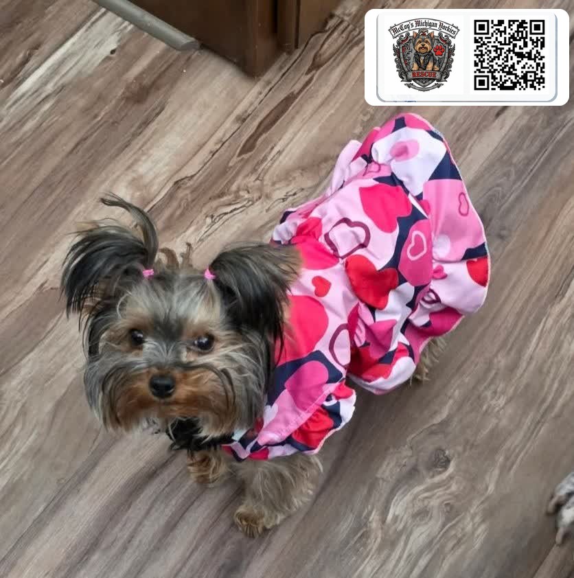 Pasha, a tiny Yorkshire Terrier from Saylor Rayne and Lennon, wearing a pink heart-patterned dress with pink bows