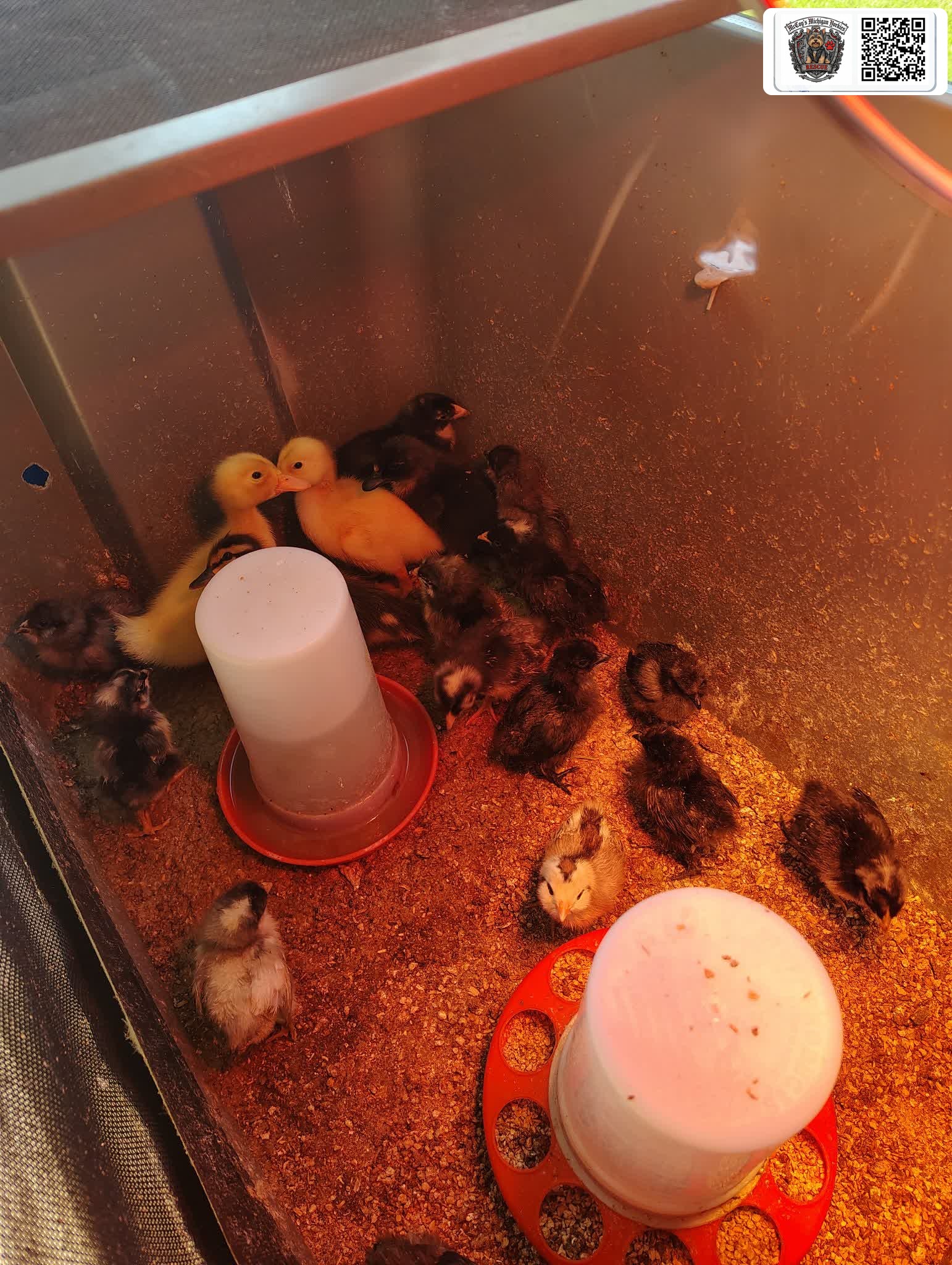 Baby chicks and yellow ducklings gathered in a warm brooder beneath a heat lamp