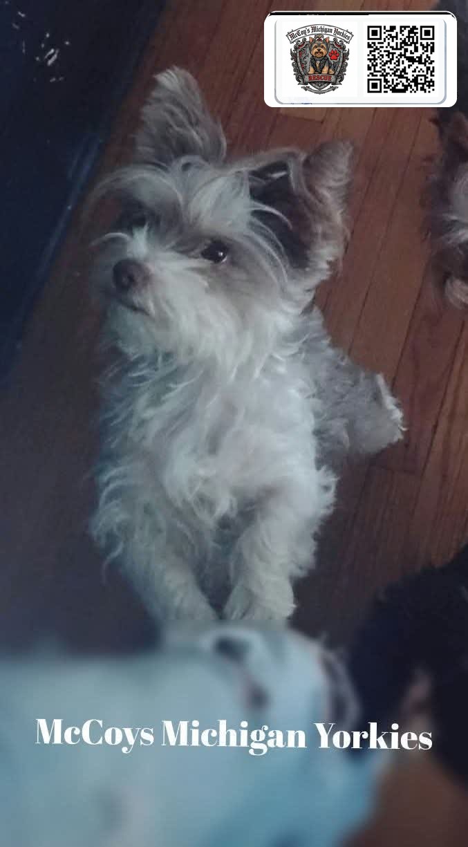 Gemma, a white, blue, and tan parti Yorkshire Terrier with upright ears