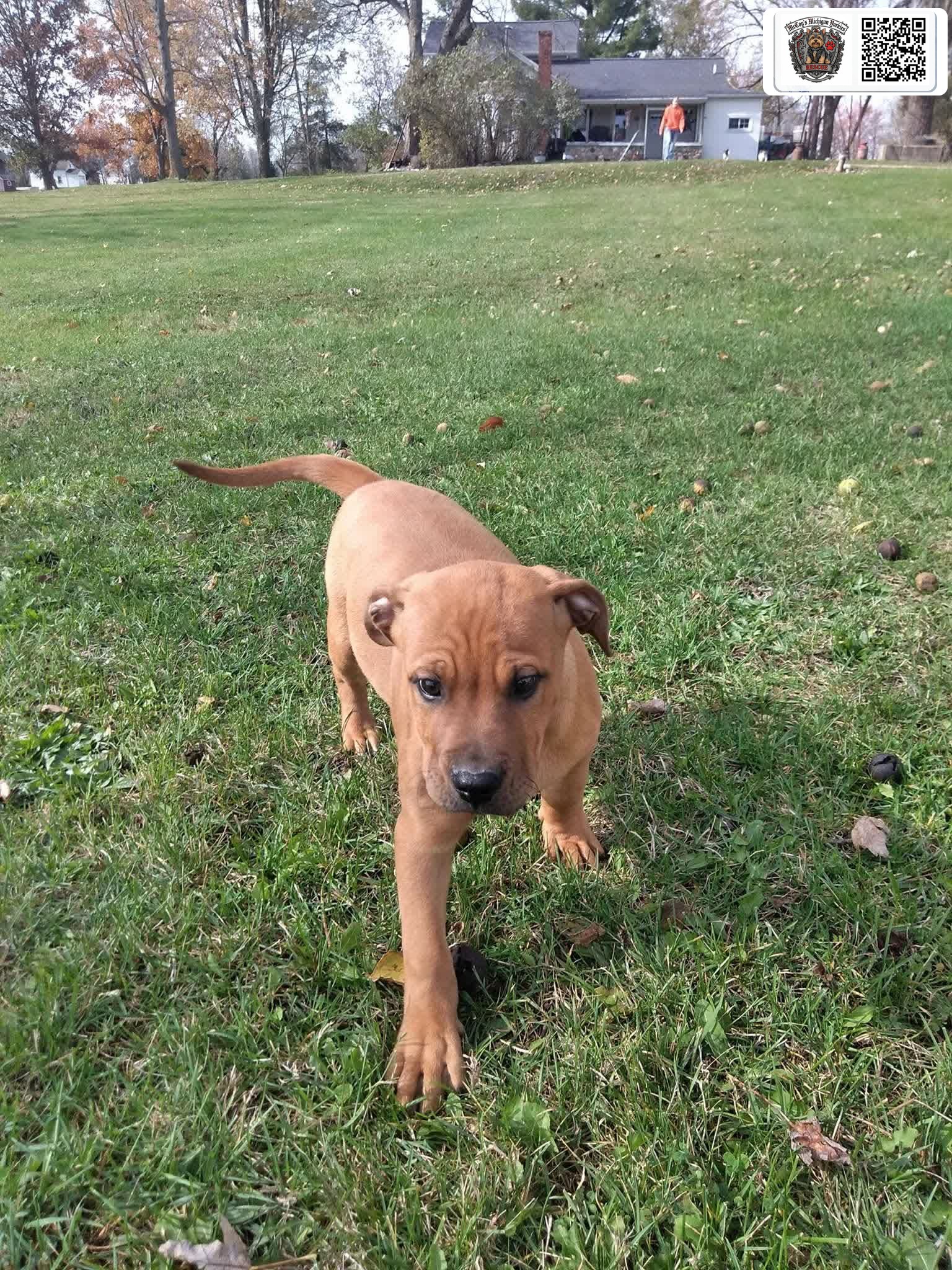 Samson as a young puppy walking across the grass at the farm