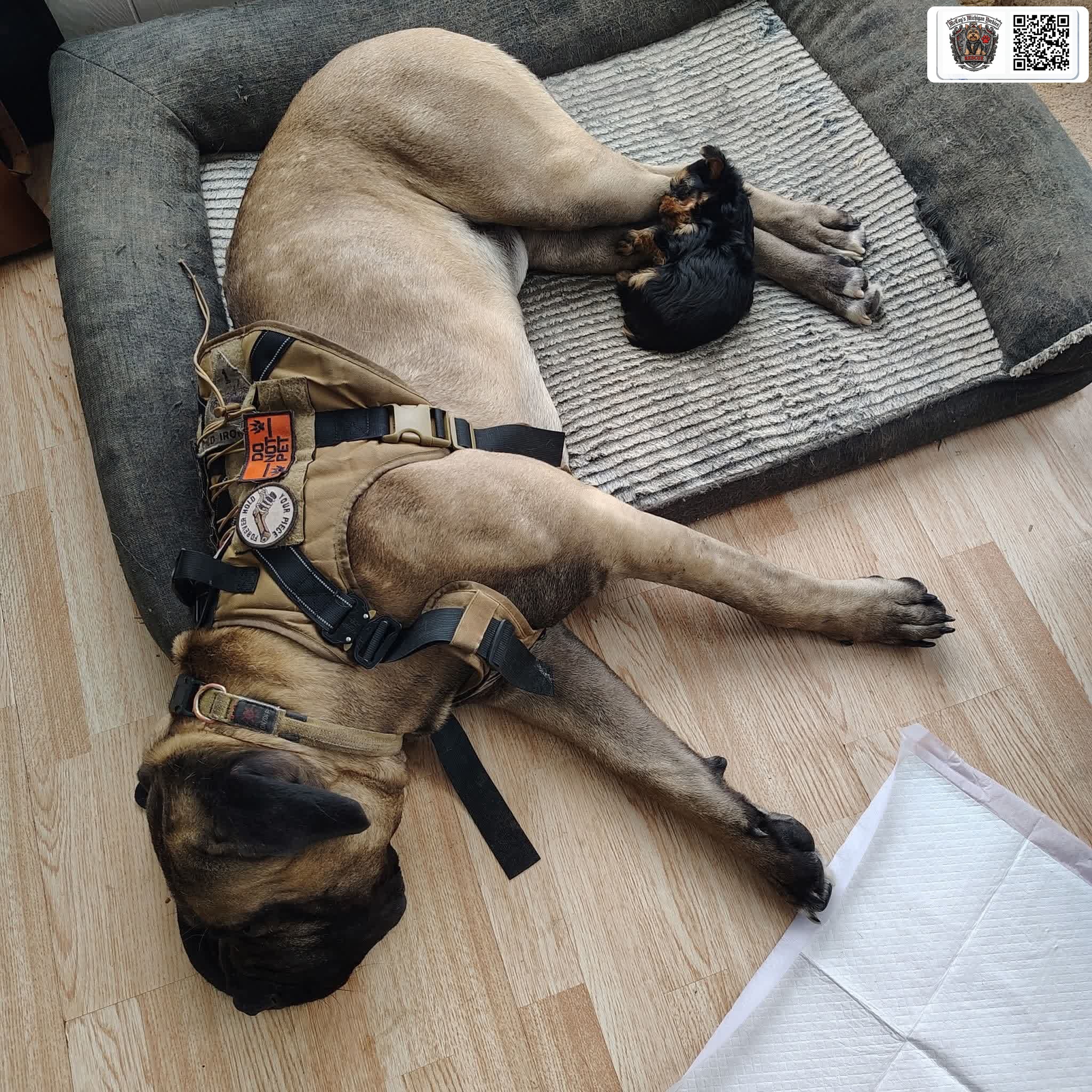Opie resting in his tan harness while a tiny black and tan Yorkshire Terrier puppy curls against his legs