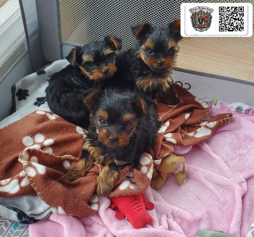Three black and tan Yorkshire Terrier puppies together on cozy blankets in a playpen