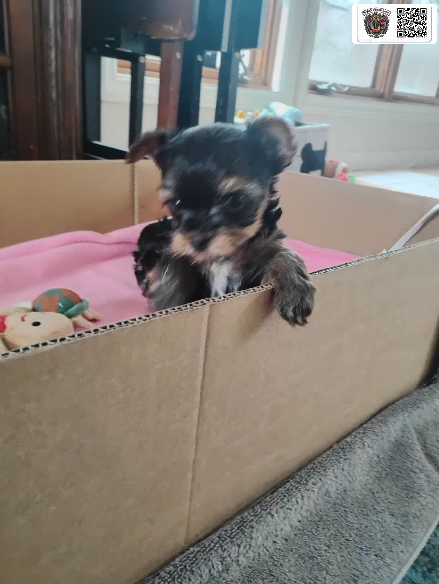 A tiny black and tan Yorkshire Terrier puppy peeking over the edge of a cardboard play box lined with a pink blanket