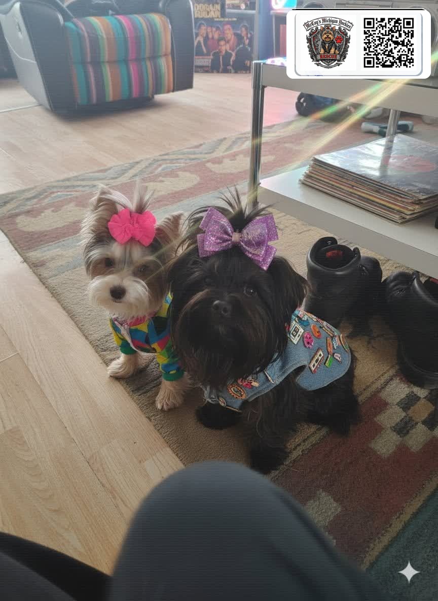 Two dressed-up Yorkshire Terriers wearing large pink and purple bows, one in a colorful outfit and one in a denim vest