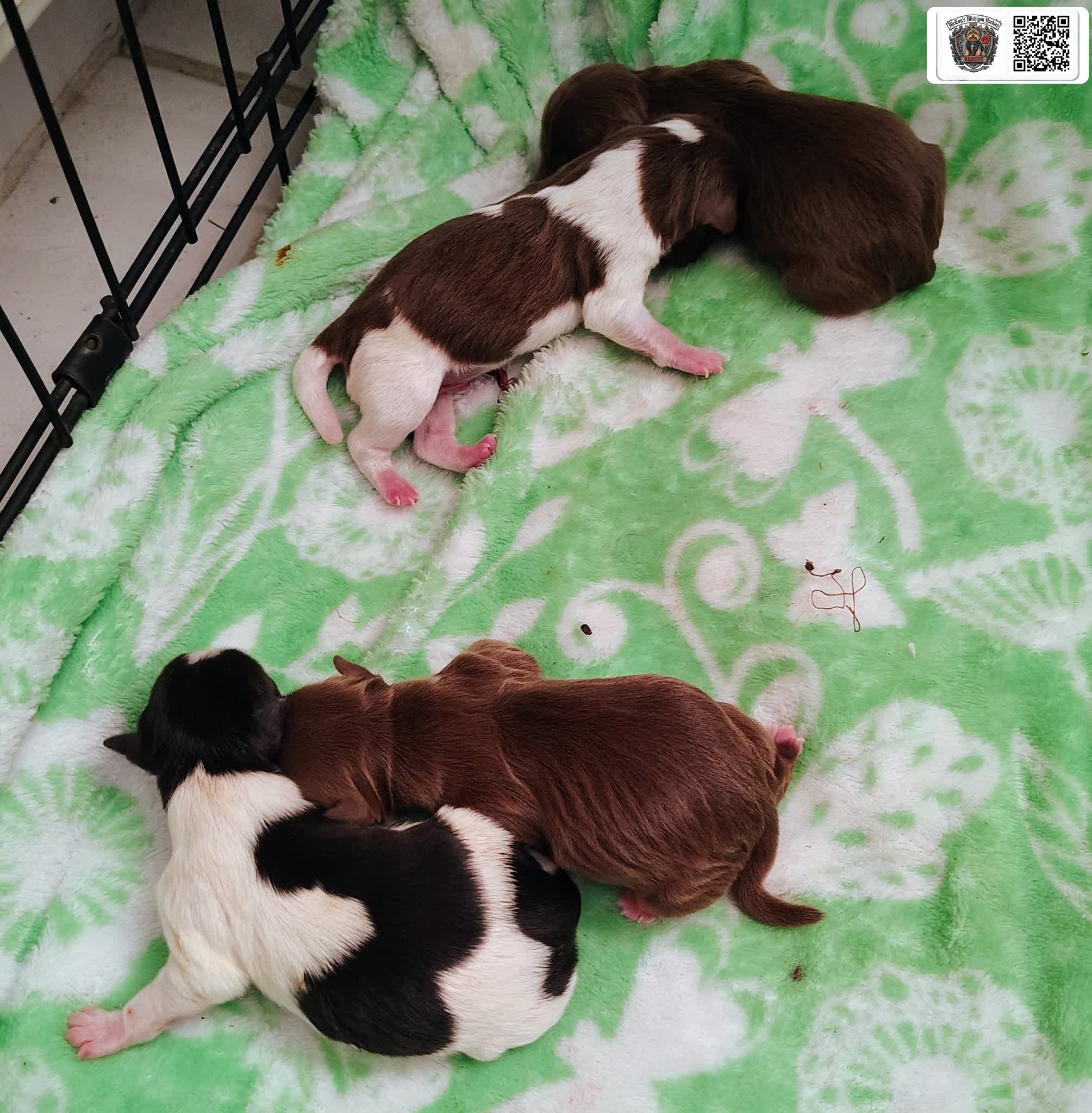 Newborn chocolate, black-and-white, and parti Yorkshire Terrier puppies nestled on a green blanket