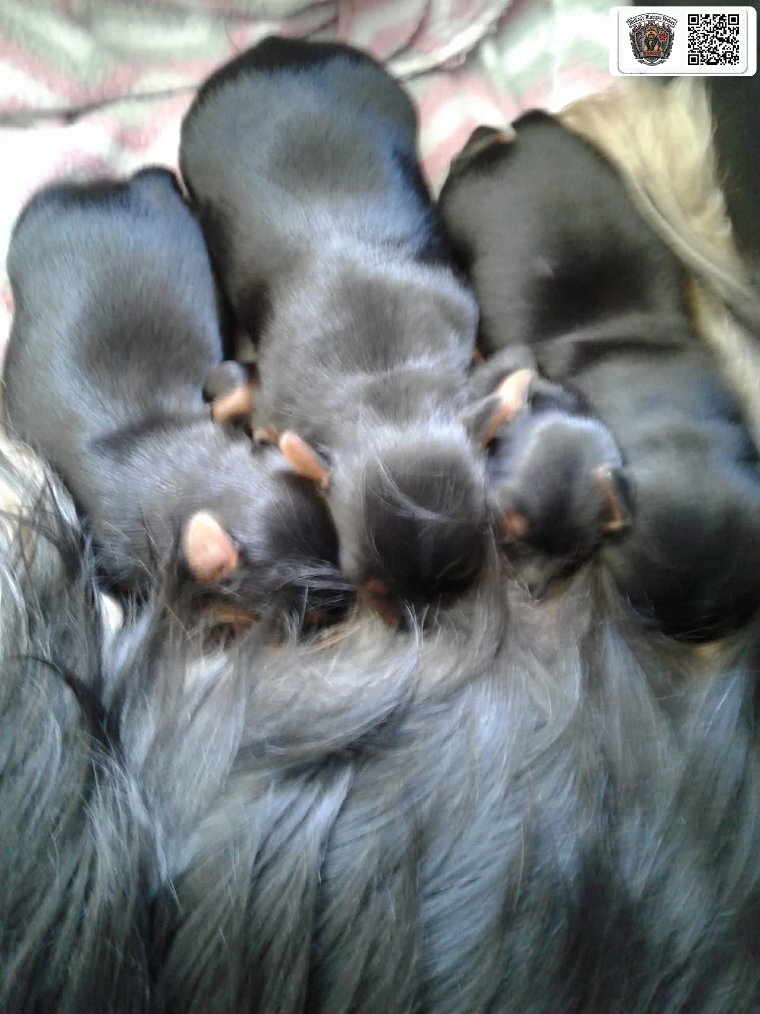 A litter of tiny newborn black Yorkshire Terrier puppies nursing together