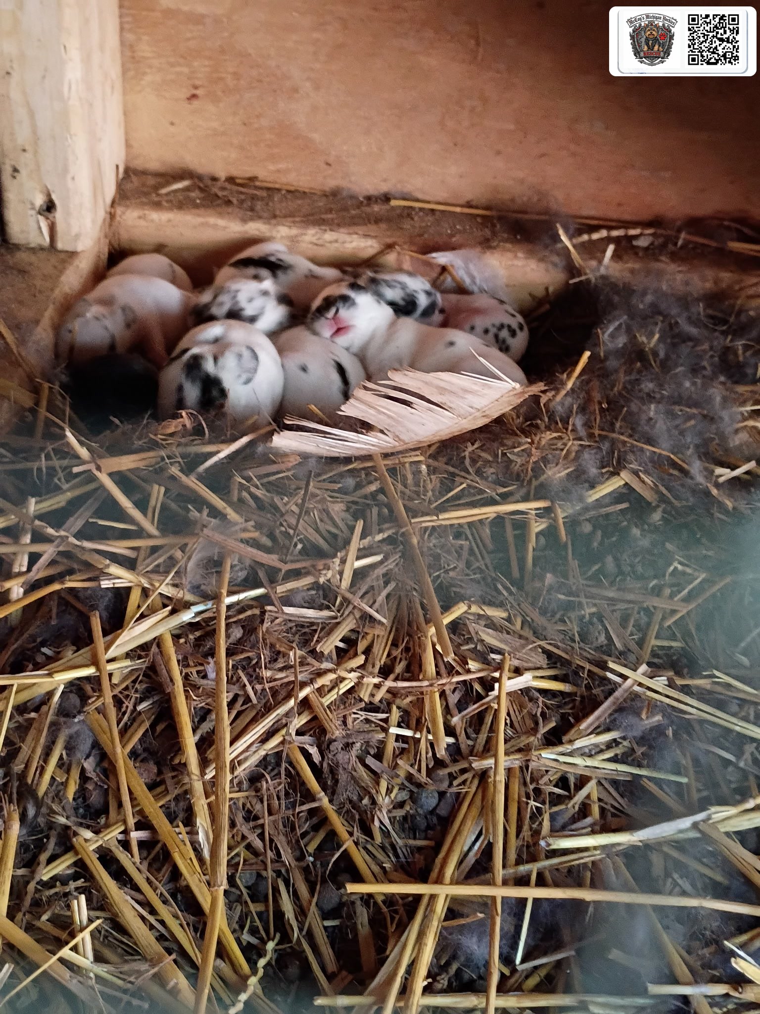 Newborn spotted bunny kits nestled together in their straw-lined nest