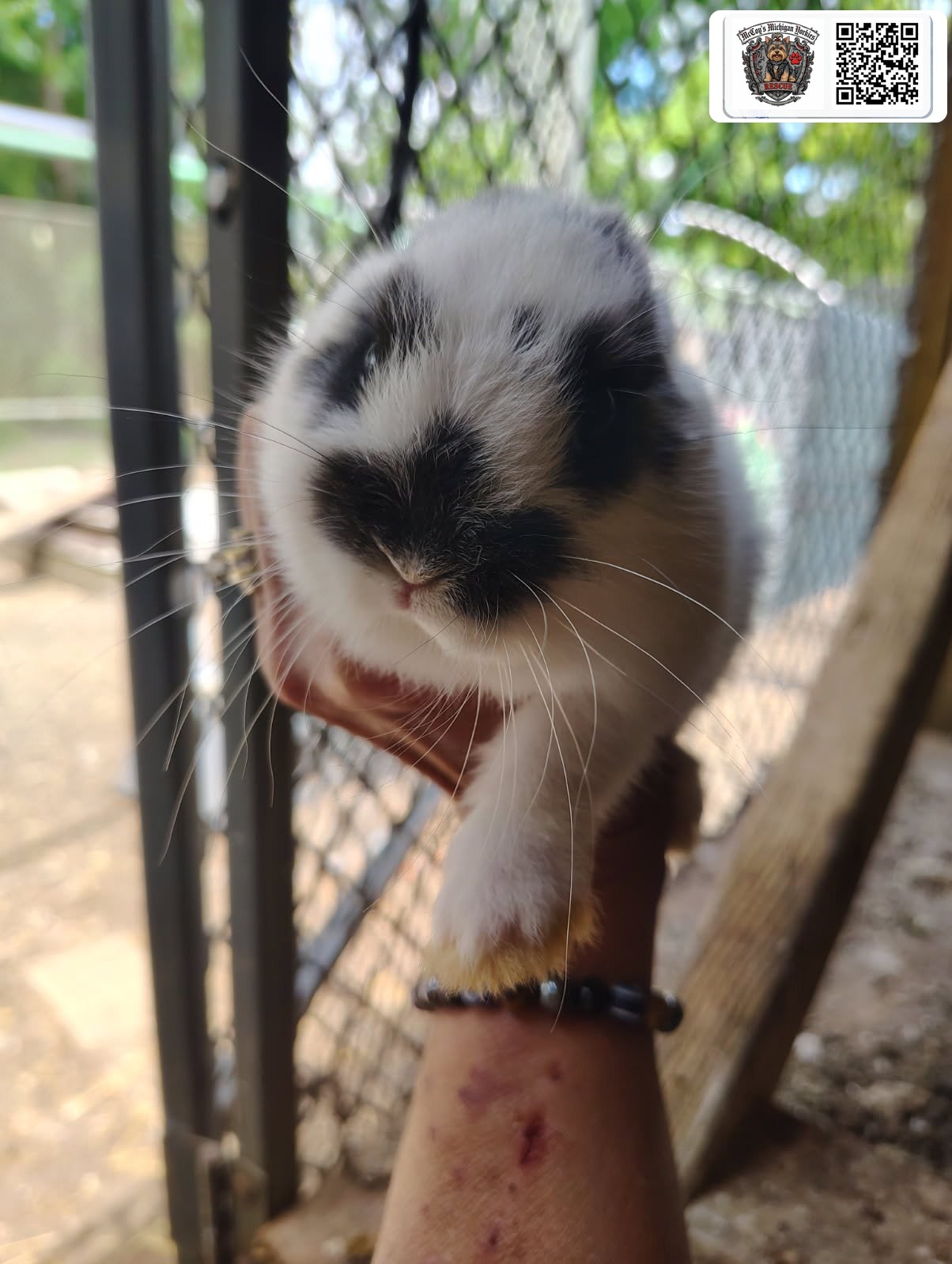 A tiny black-and-white bunny kit being gently held up close