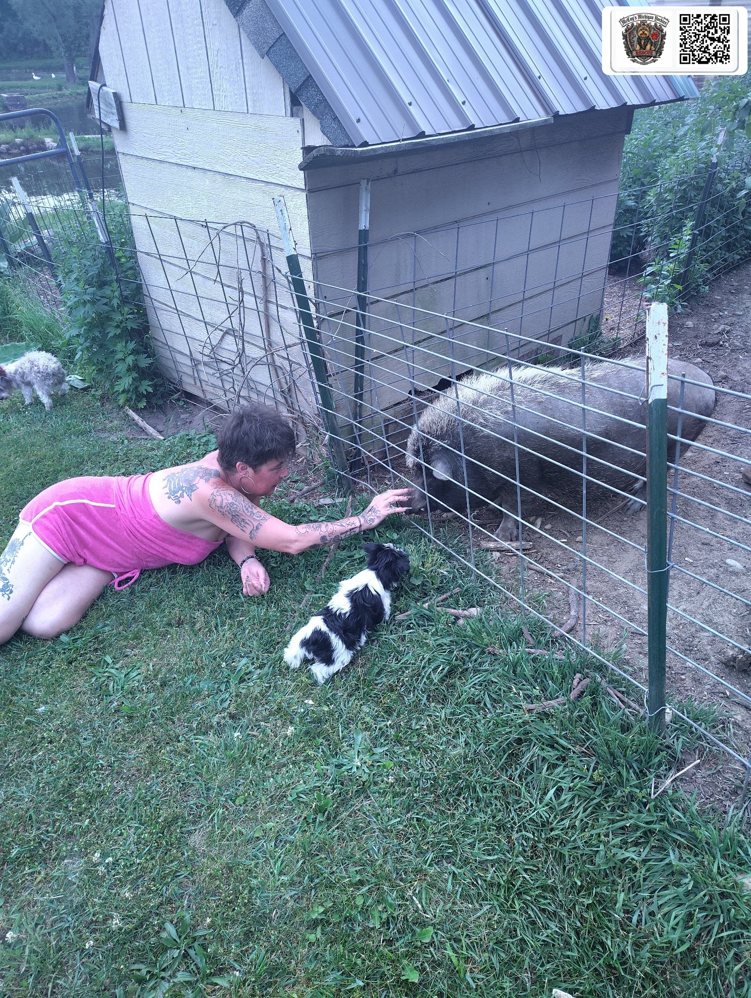 Crystal kneeling beside the pig pen to hand-feed a large pig while a black-and-white parti Yorkie puppy watches at her side