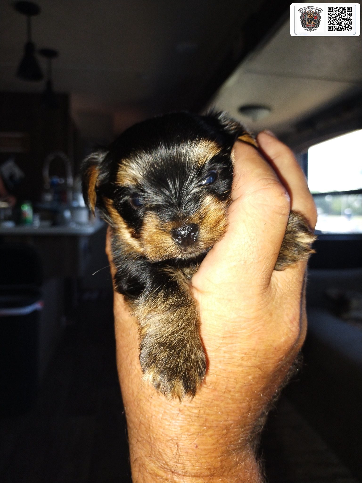 A newborn black and tan Yorkshire Terrier puppy with barely opened eyes cradled carefully in a hand