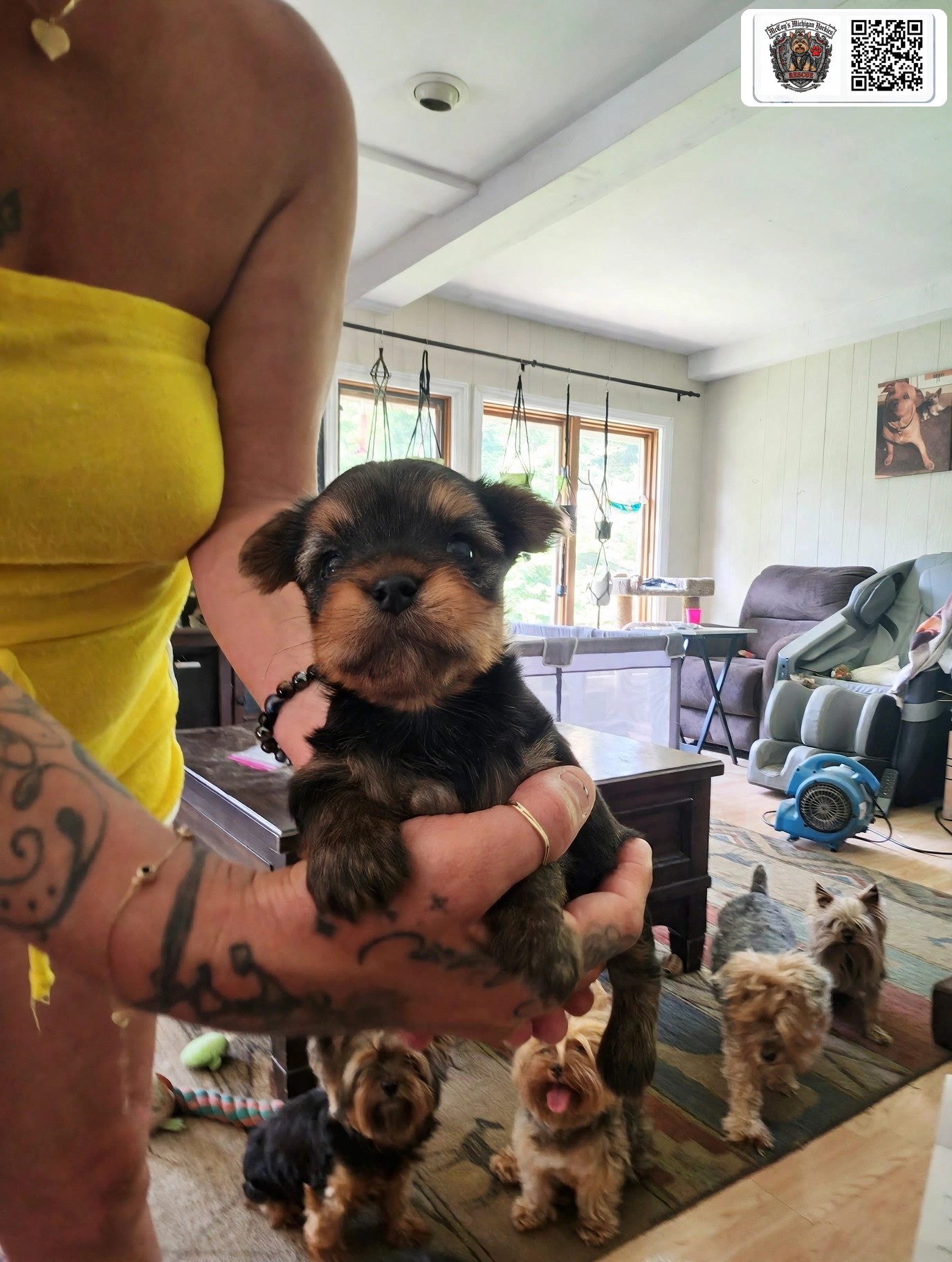 A person holding a tiny Yorkshire Terrier puppy while several Yorkies gather nearby