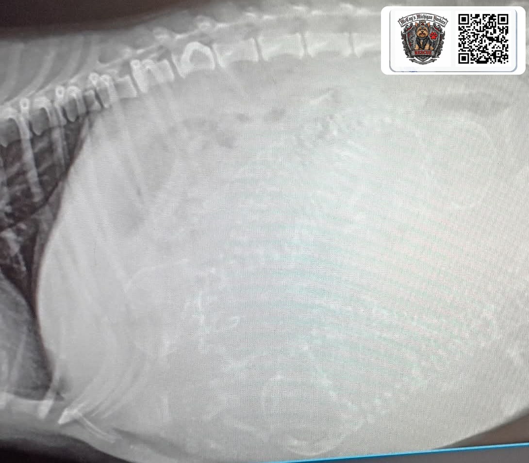 Veterinary X-ray of pregnant Saylor Rayne showing developing puppies