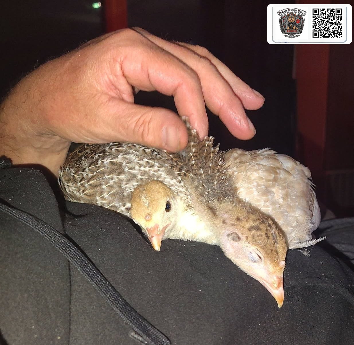 Two young turkey poults resting on a lap while being gently petted