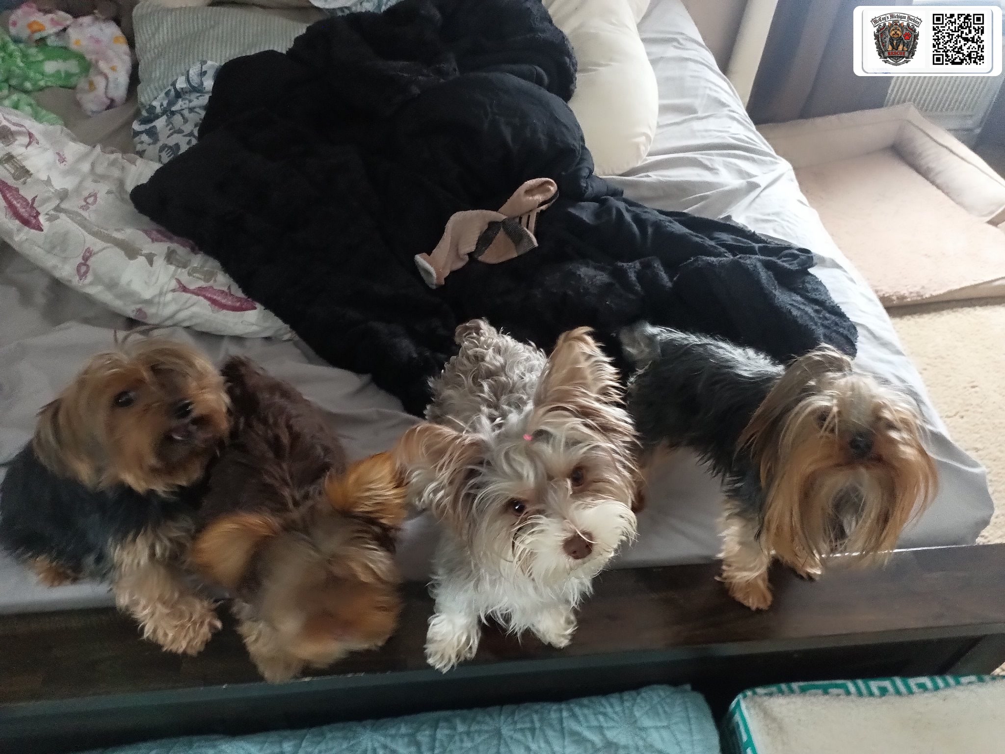 Three Yorkshire Terriers, including a parti-colored Yorkie with a pink bow, gathered on a bed