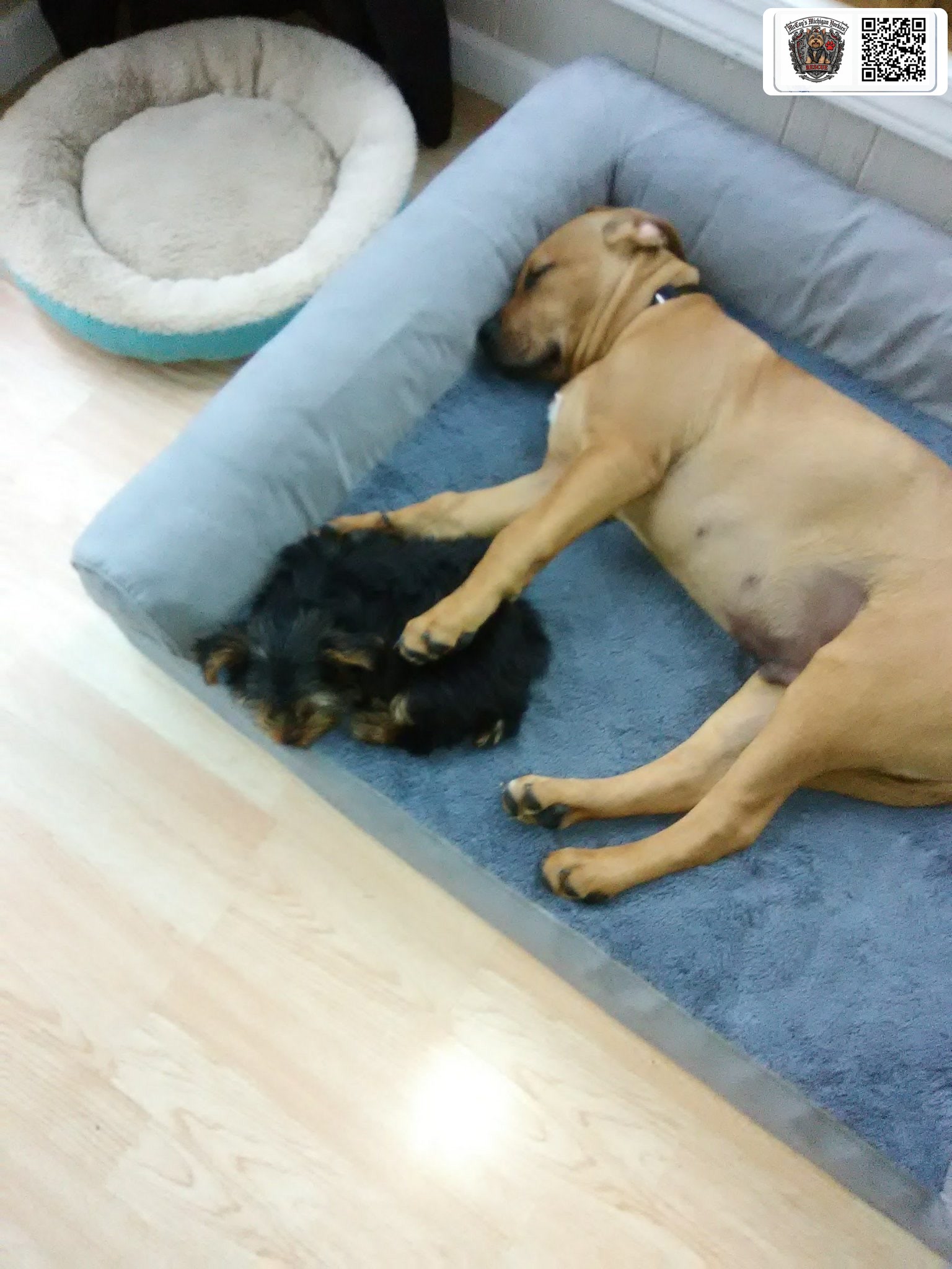 Samson lying in the dog bed with one large paw resting gently over tiny Delilah