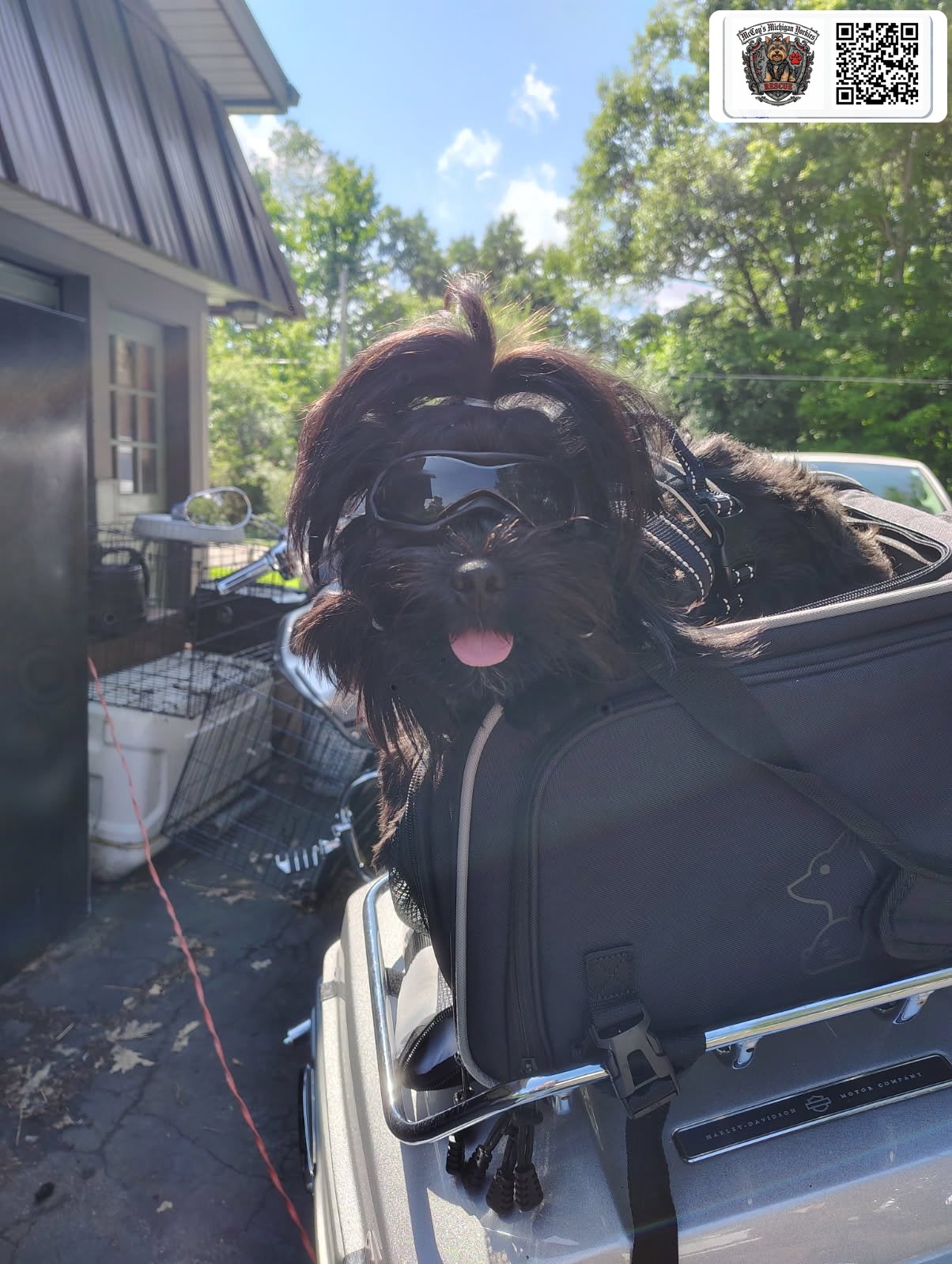 Waylon Coal wearing doggles with his tongue out while riding in a carrier on the back of the Harley-Davidson
