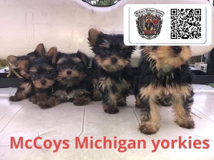 Five tiny Yorkshire Terrier girl puppies lined up together on a golf cart seat