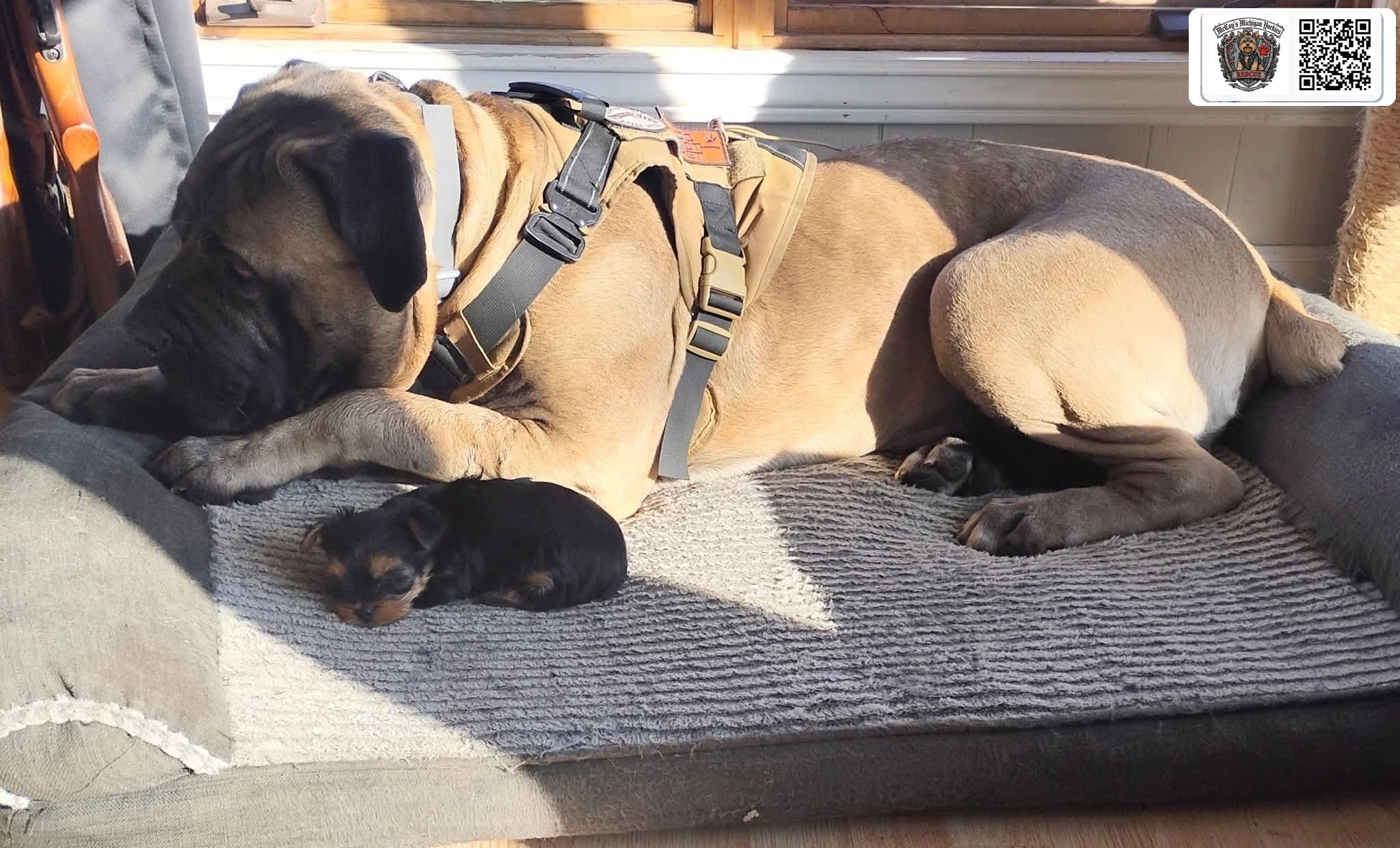 Opie lying in a patch of sunlight beside a sleeping newborn Yorkshire Terrier puppy