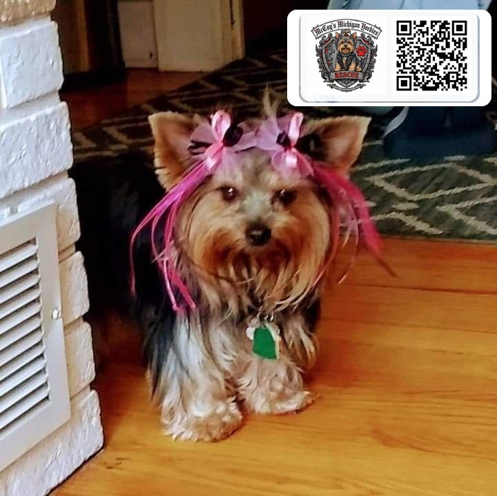 Delilah standing on a wood floor with pink bows and ribbons in her topknot