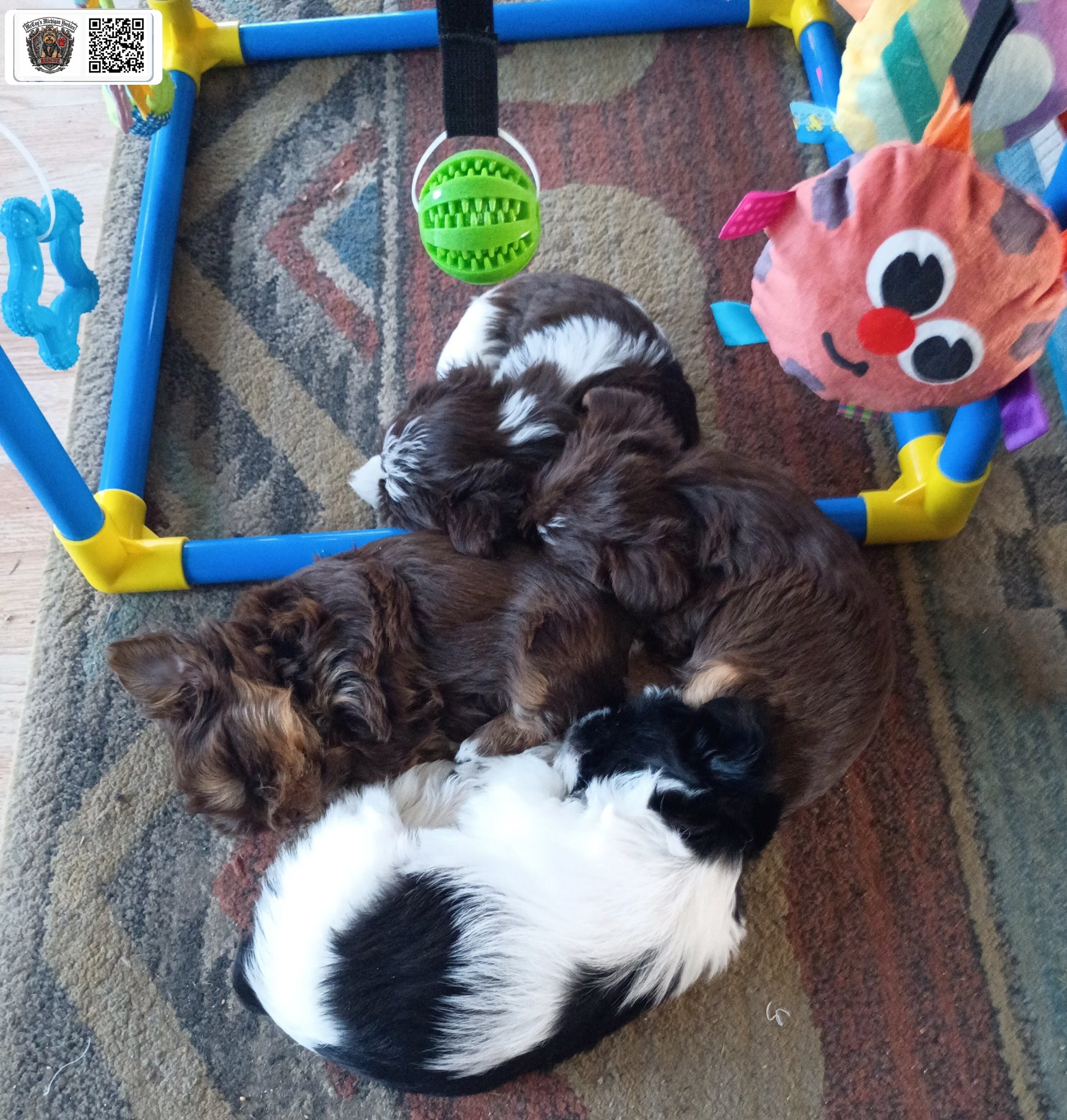 Four chocolate and parti puppies from Gemma and Waylon Coal sleeping in a pile beneath their play gym
