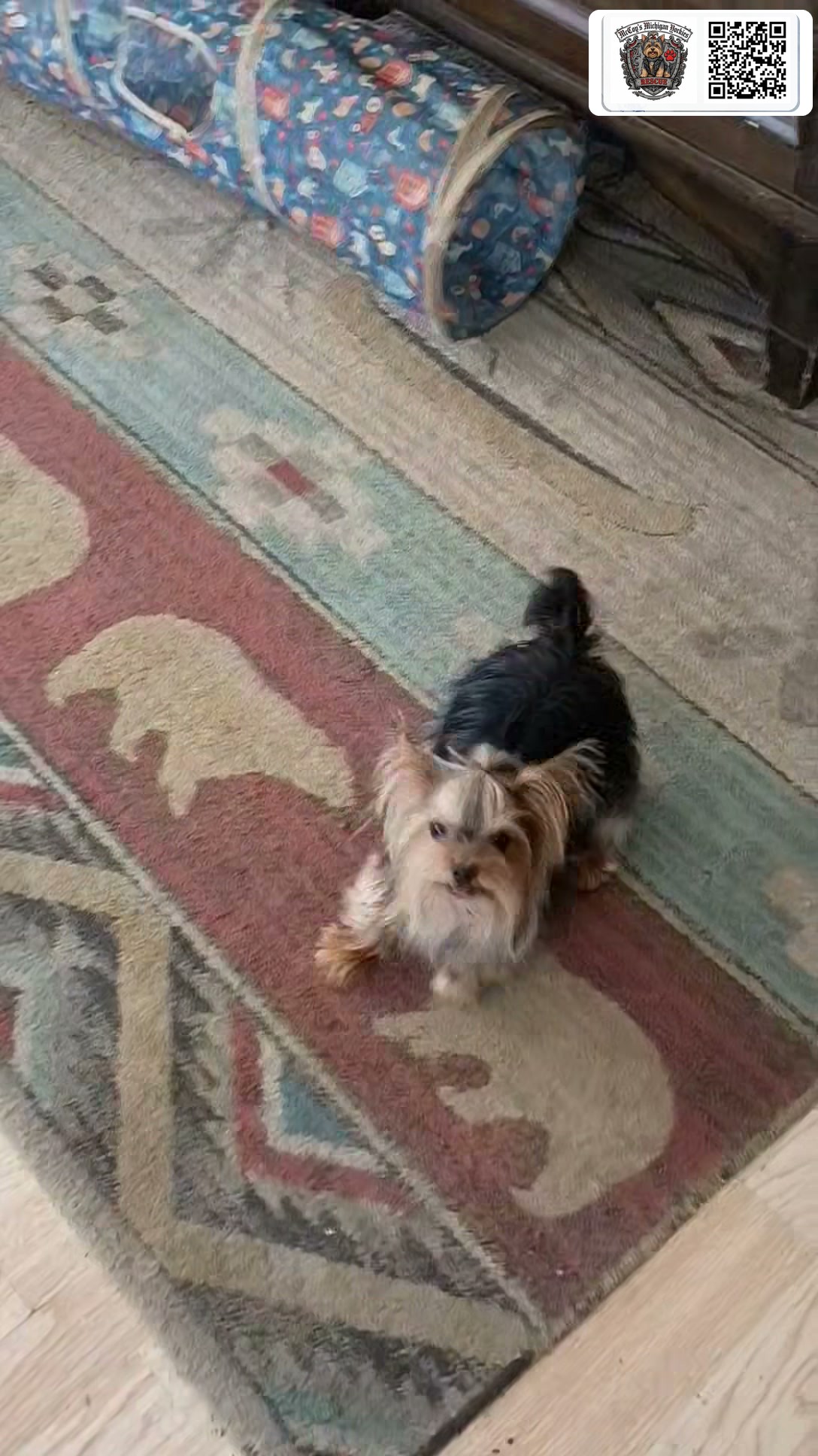 Jensen, a small black and tan Yorkshire Terrier, looking up from a patterned rug