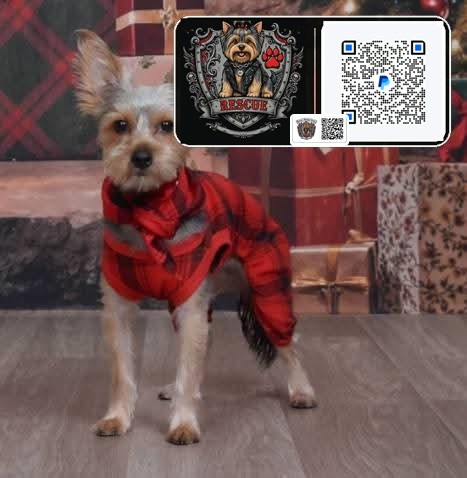 Remy wearing red plaid pajamas in front of Christmas presents
