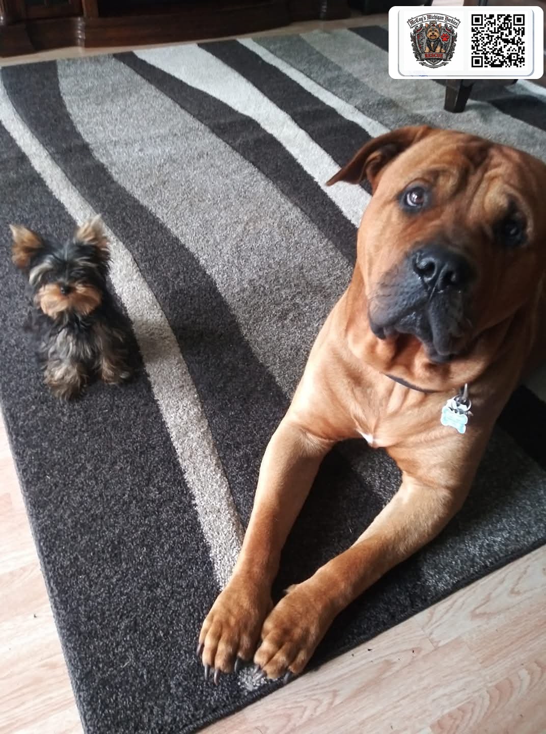 Opie, a big fawn Mastiff with a black mask, lying gently beside a tiny Yorkshire Terrier puppy