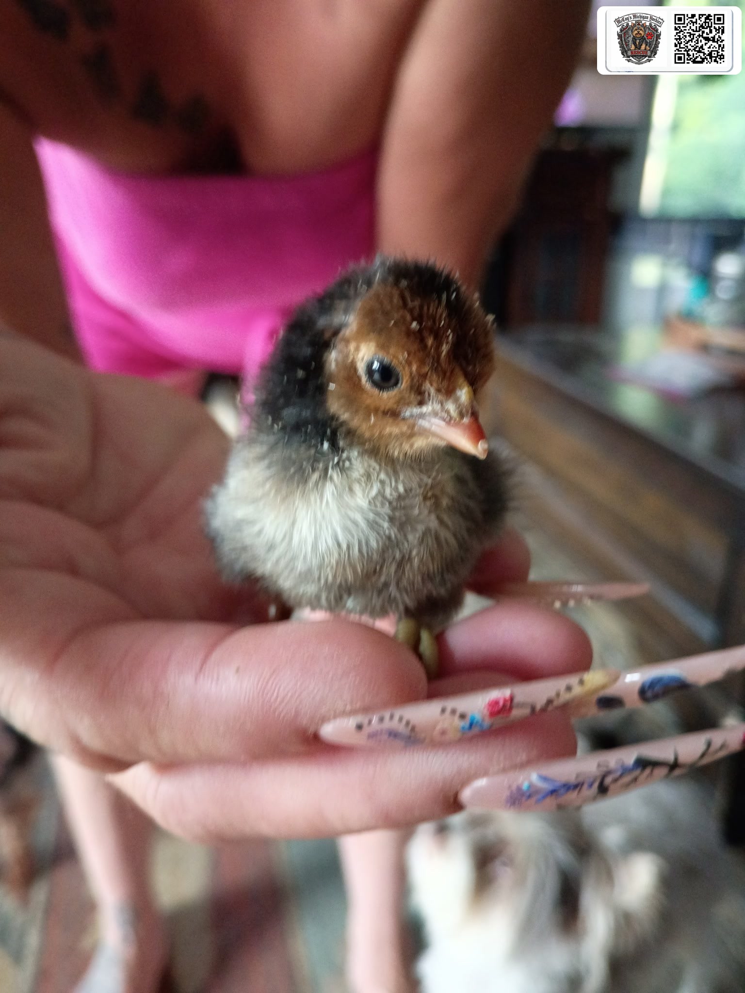 A tiny newly hatched chick standing gently in a person's open hand