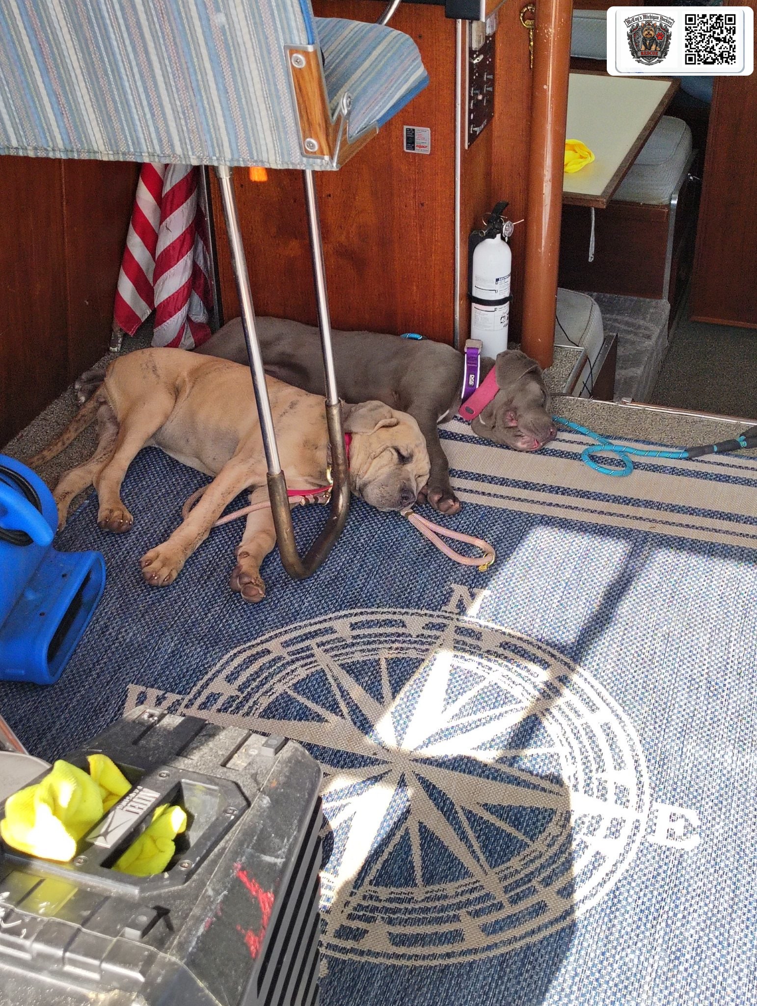 Skye and Storm asleep together on the deck inside Eric's restored Marinette boat
