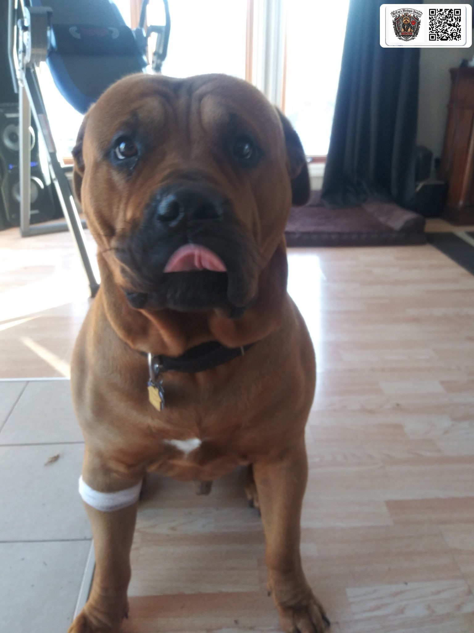 Samson looking at the camera with his tongue out and a bandage around one front leg