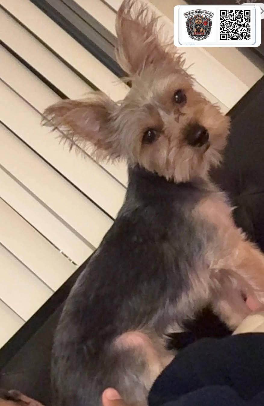 Remy sitting by a window with his large ears standing straight up