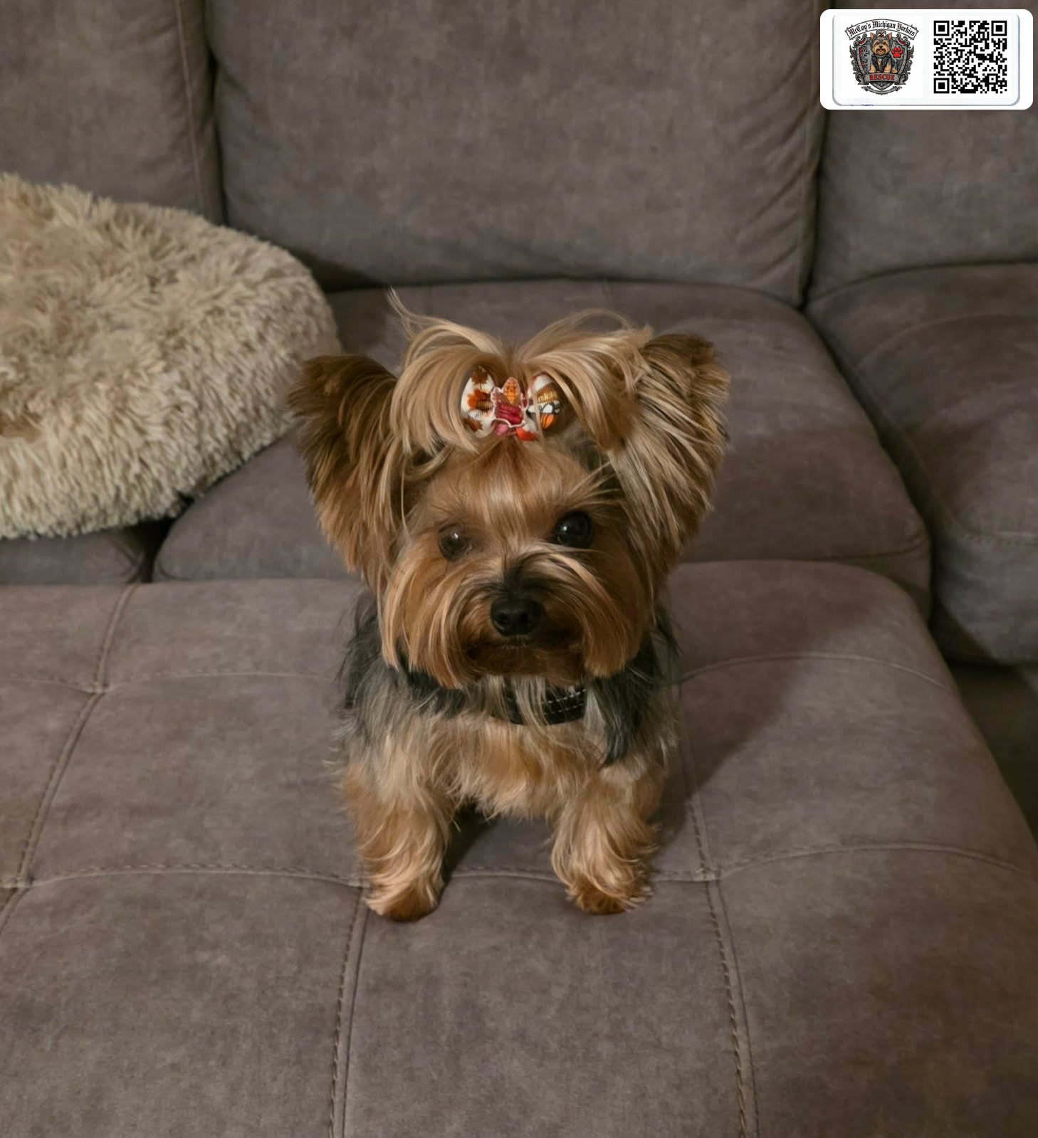 A classic Yorkshire Terrier from Delilah and Lennon's line, sitting on a couch with a floral topknot bow