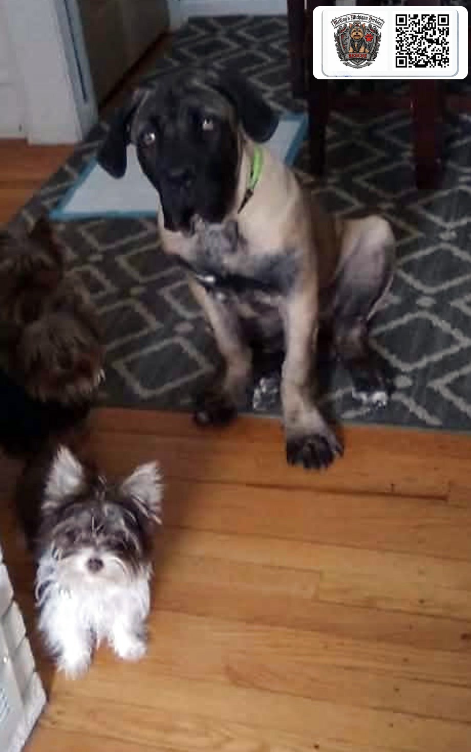 Opie sitting beside Gemma and another Yorkshire Terrier when Gemma was a puppy