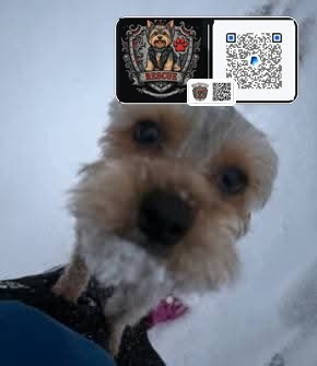Remy looking into the camera while playing in the snow