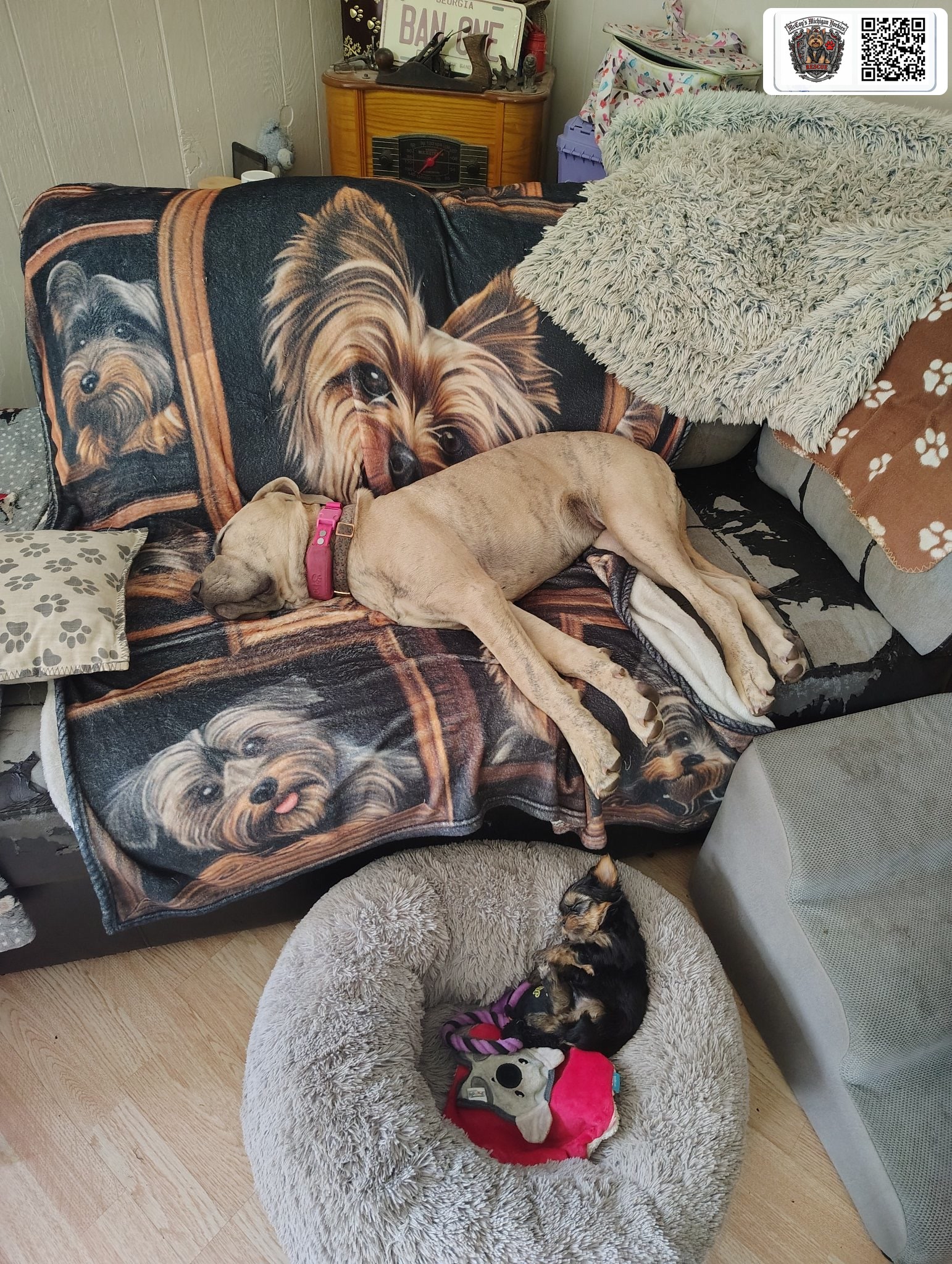 A large tan dog sleeping on the couch while a tiny Yorkie puppy sleeps in a bed nearby