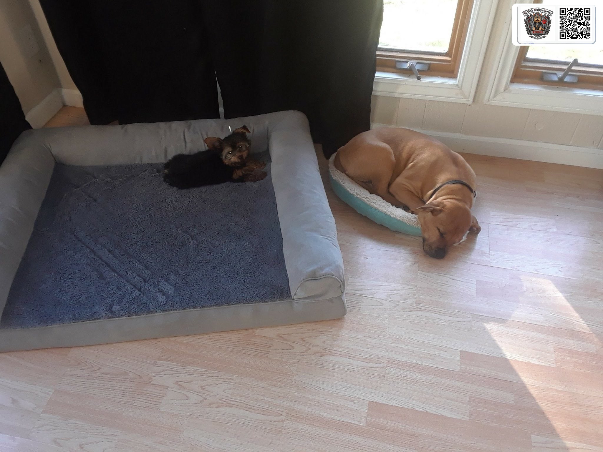 Tiny Delilah stretched out in the large dog bed while Samson curls up in the small bed