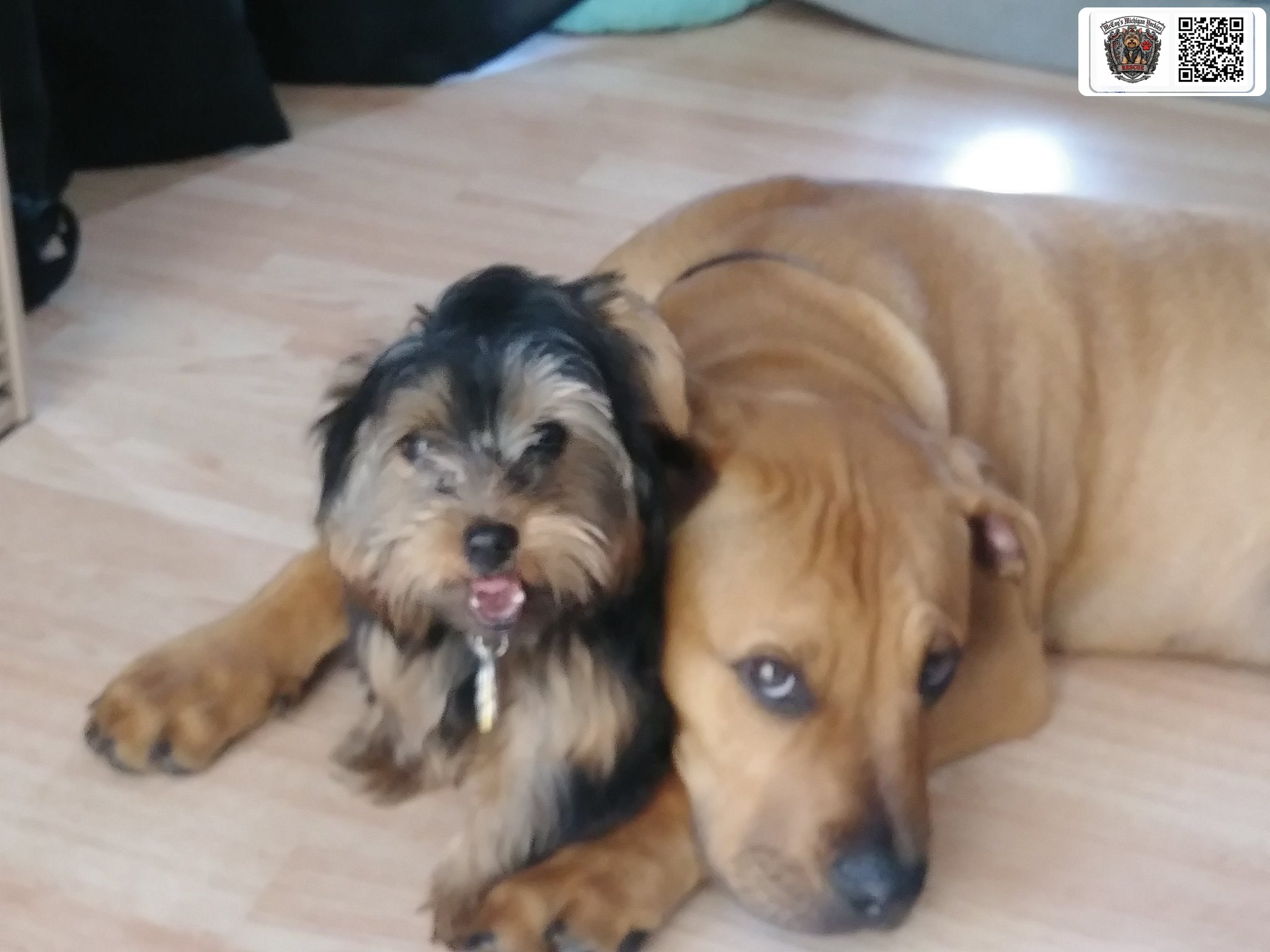 Samson and Delilah sitting close together beside the fireplace