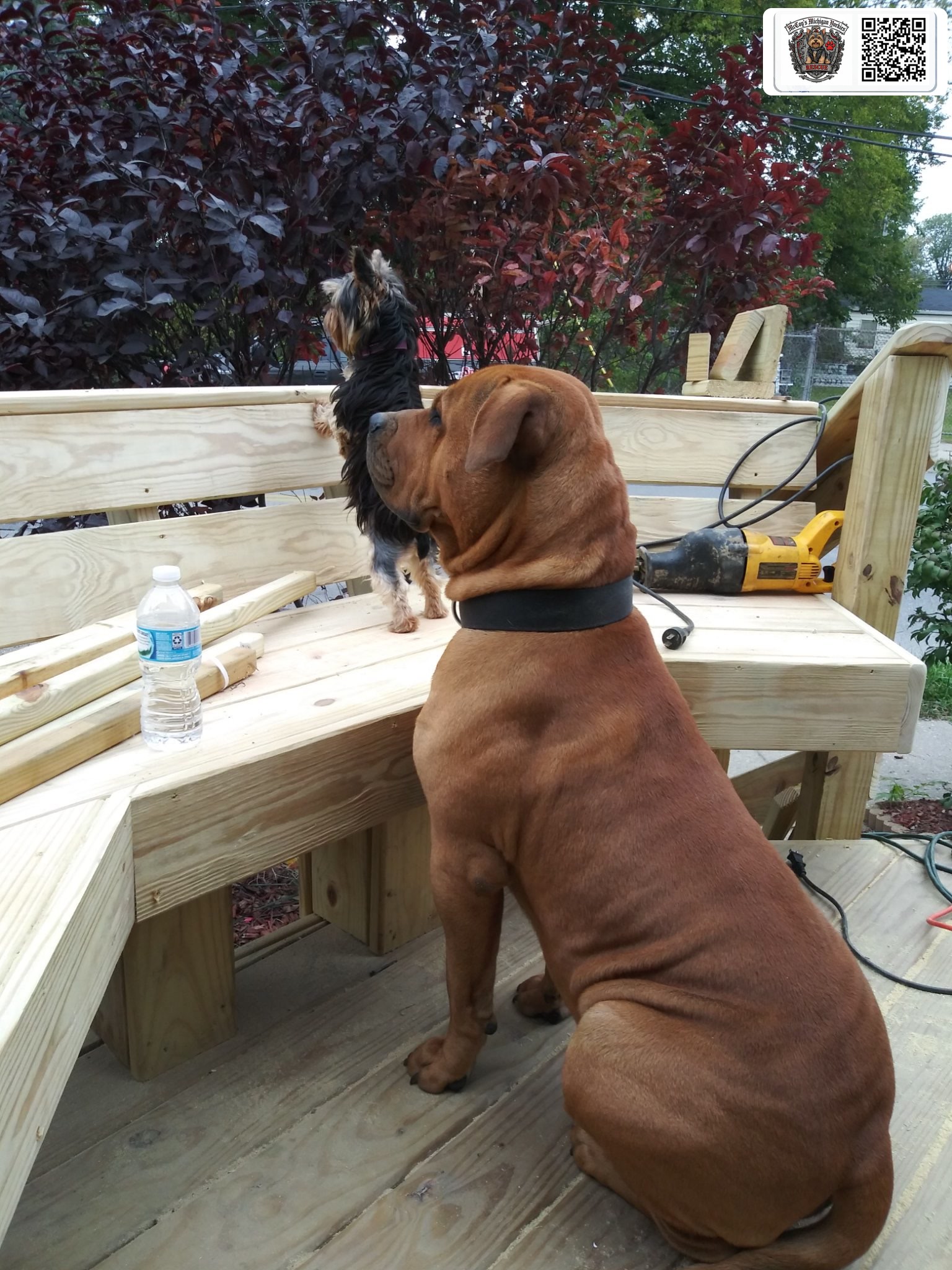 Big brown Samson sitting beside a wooden bench while tiny Delilah stands on it, both looking in the same direction