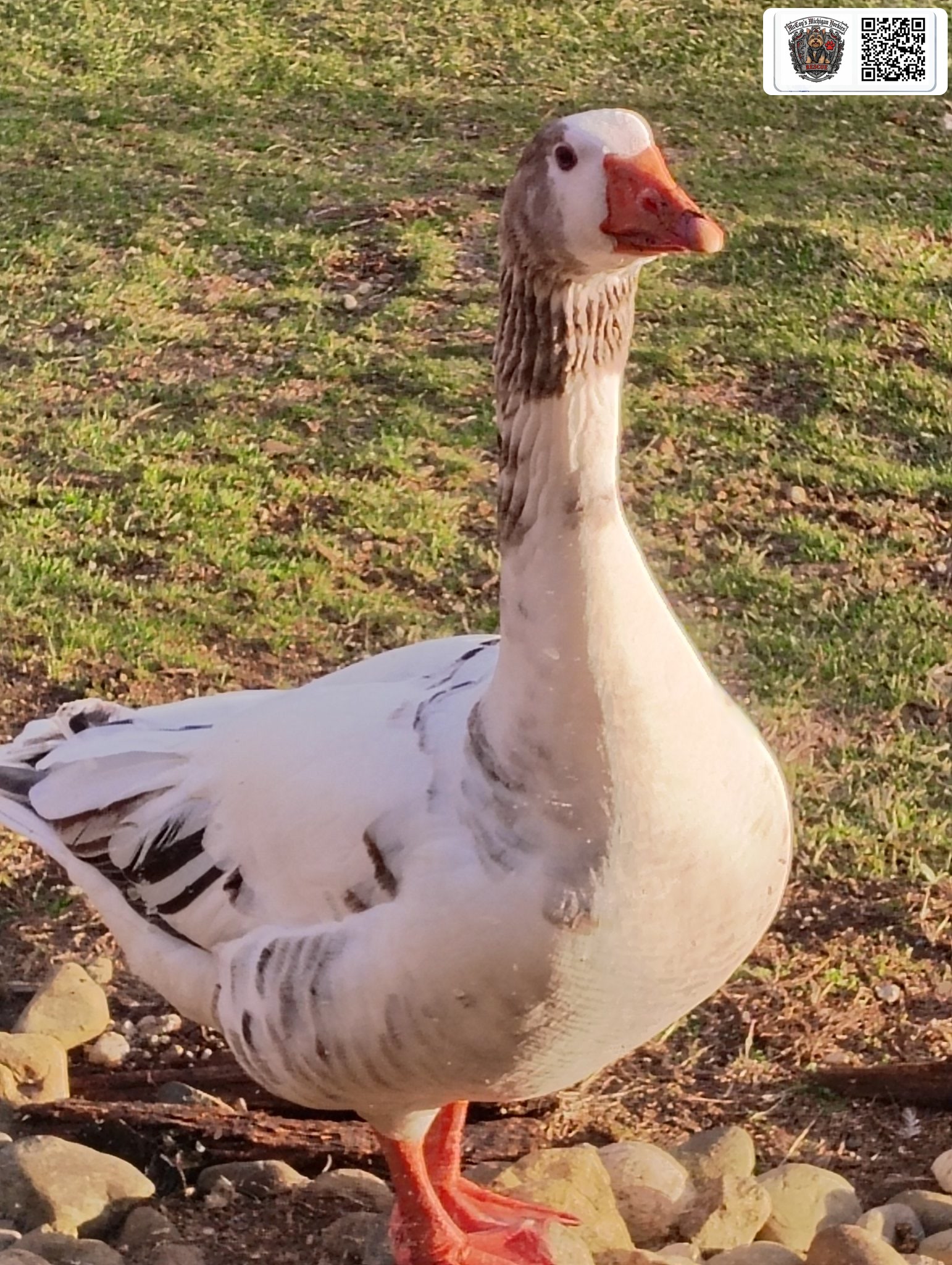 A white-and-gray goose standing near the pond