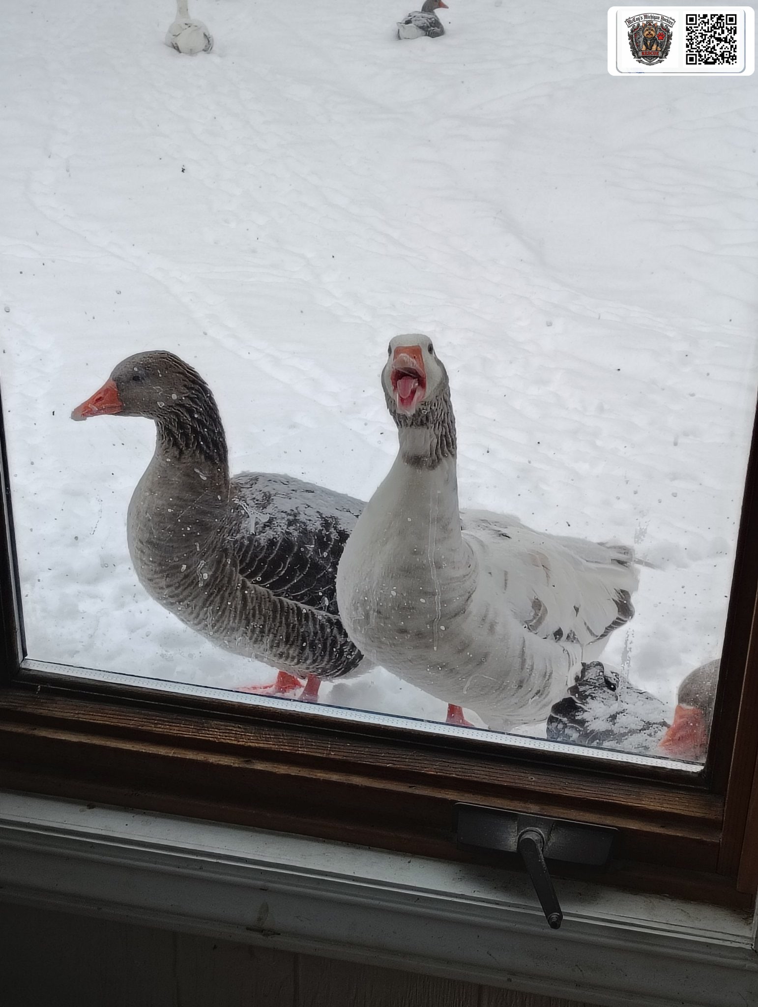 Two geese standing in the snow and honking through the window