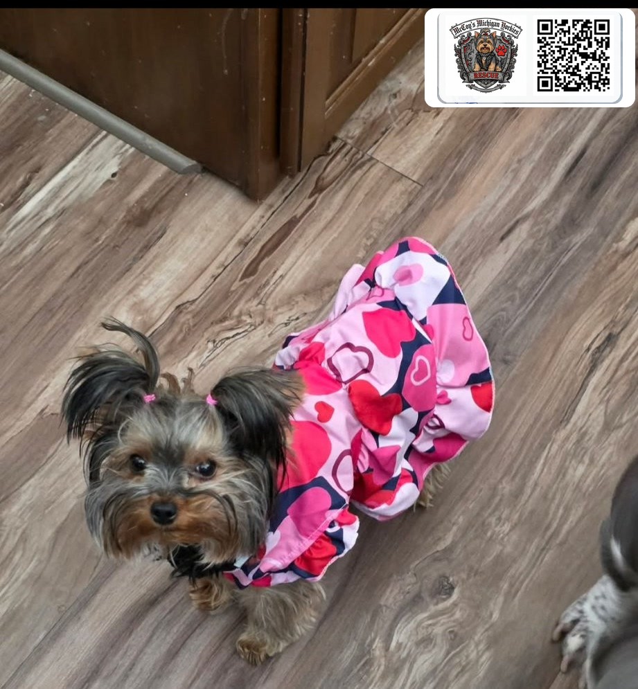 An older Saylor Rayne and Lennon puppy wearing a pink heart dress with pigtails