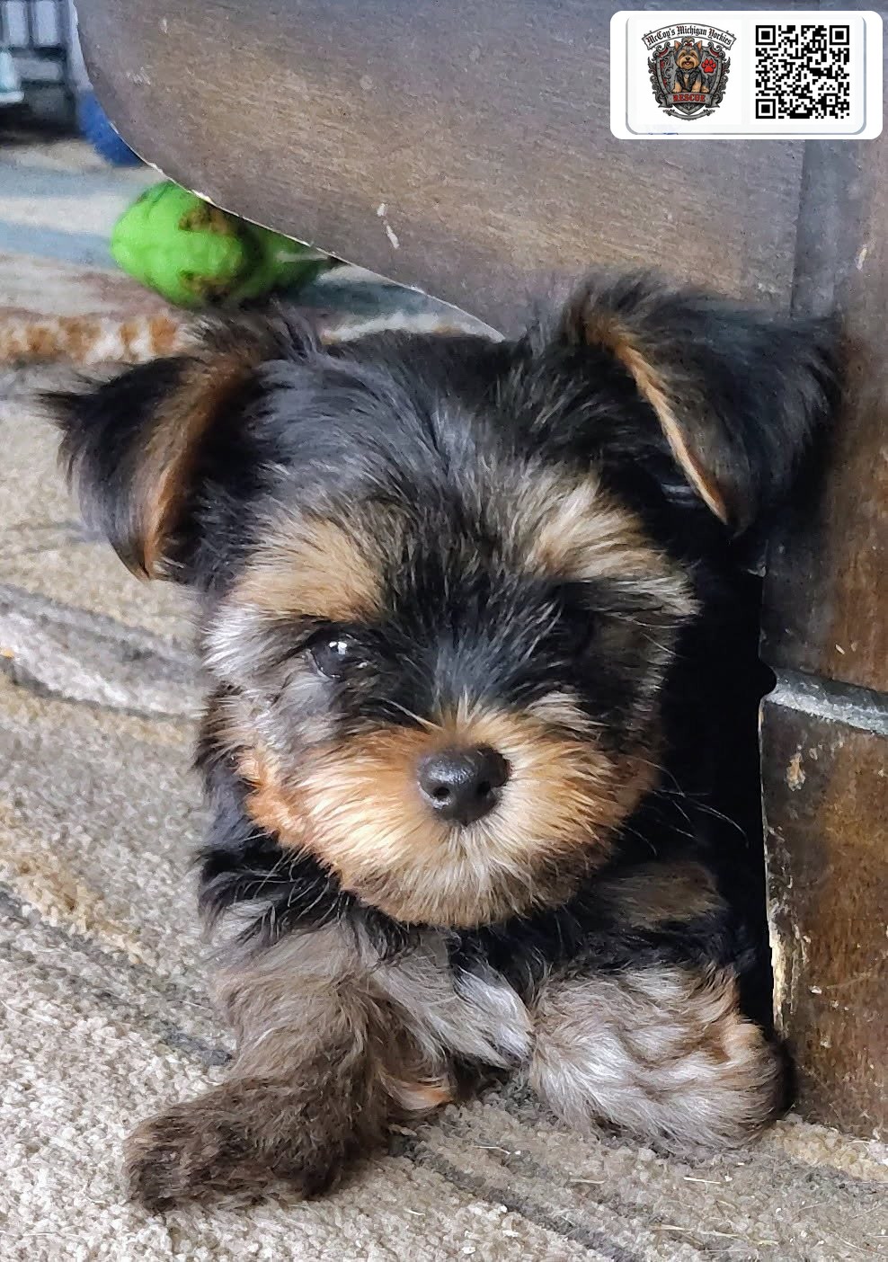 A tiny black-and-tan Yorkshire Terrier puppy peeking from behind a piece of furniture