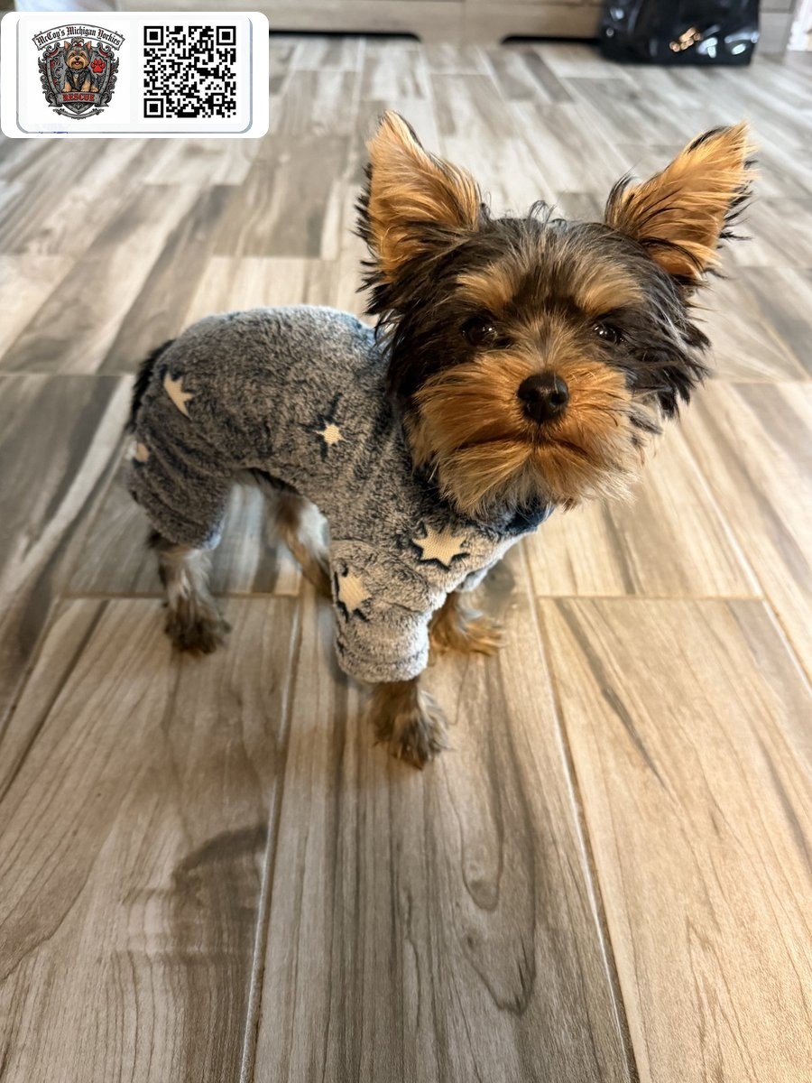 Elvis, a black and tan Yorkshire Terrier puppy, standing on a wood floor in his gray star sweater at his new home