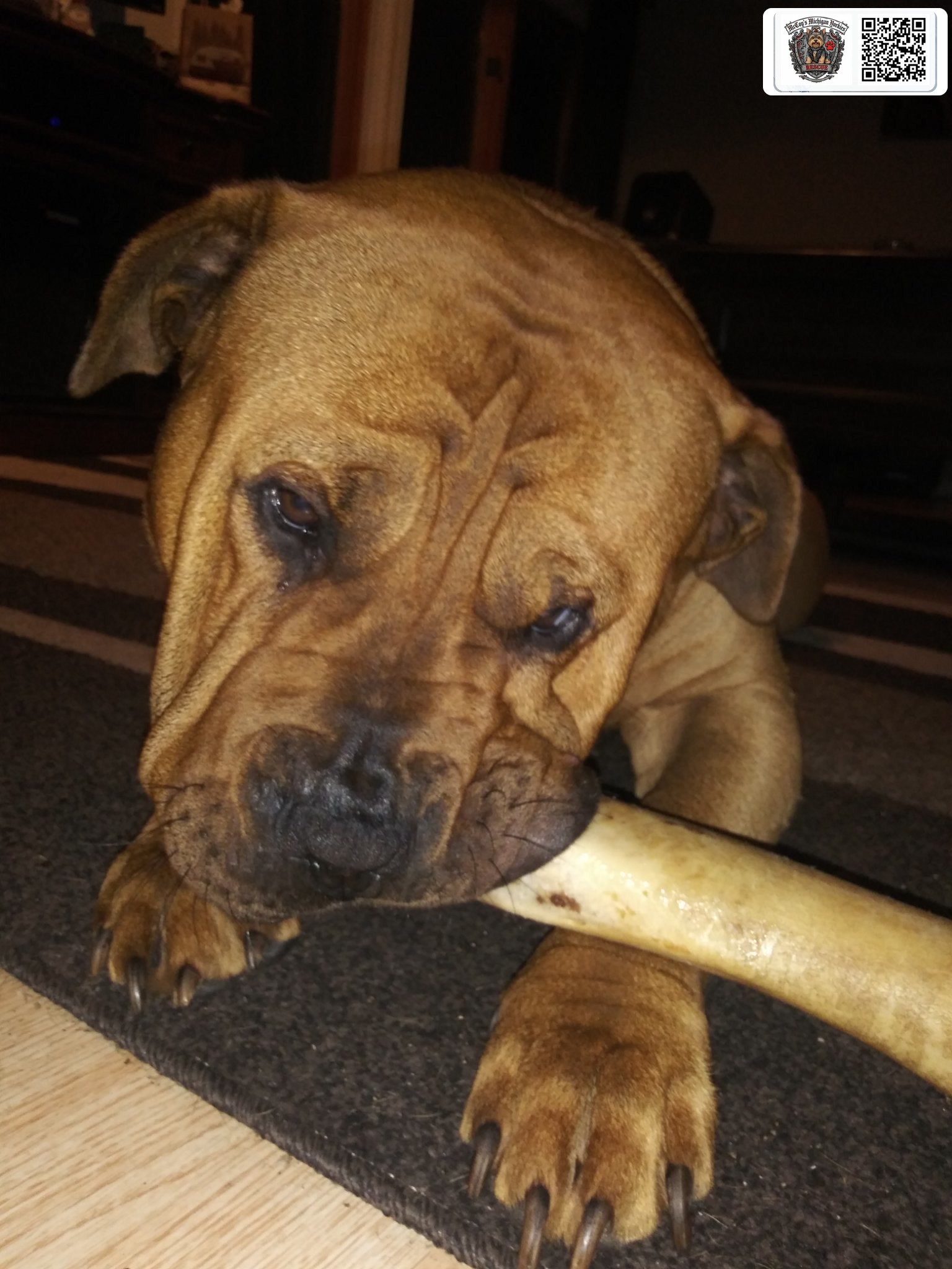 Samson resting indoors while happily chewing a bone